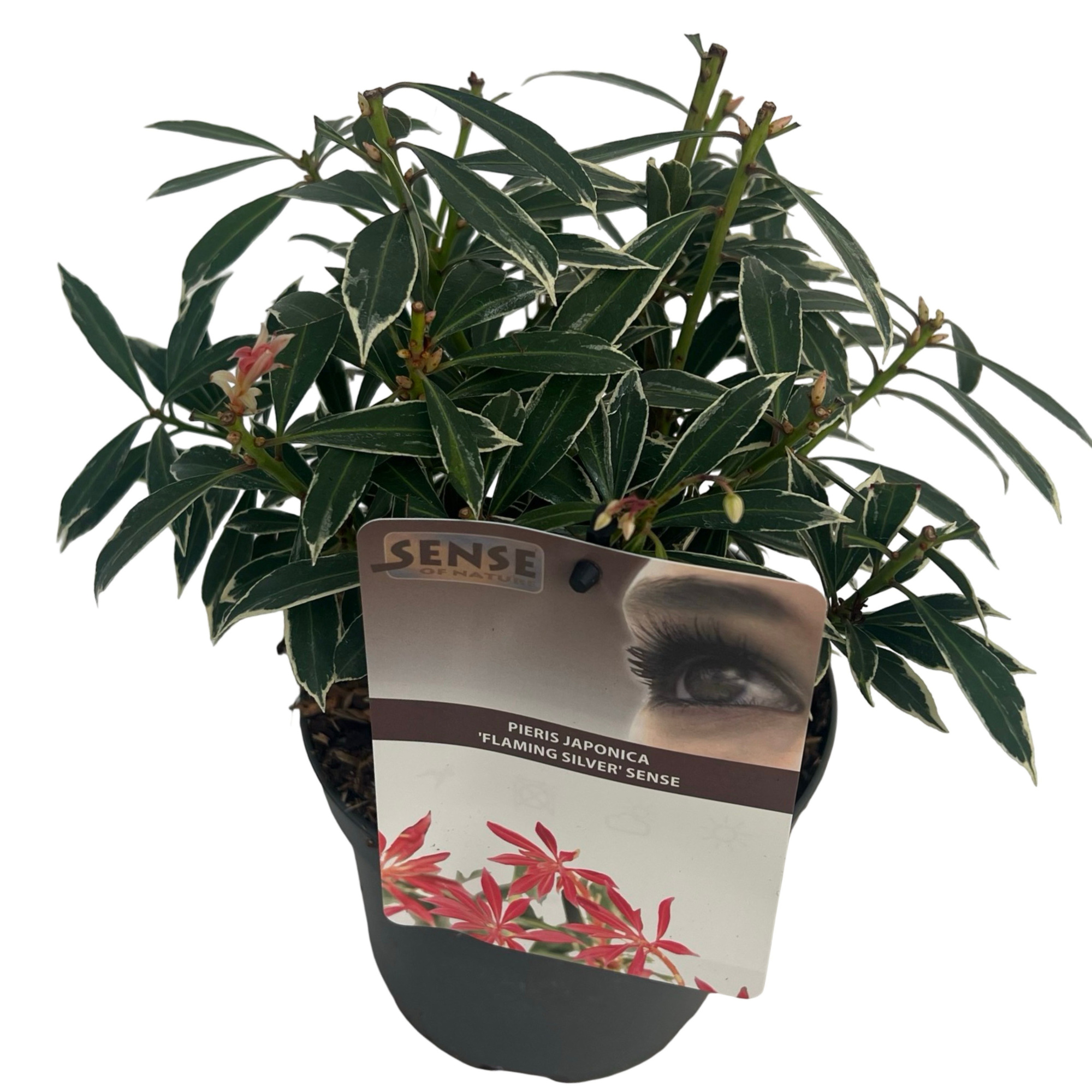 Pieris jap. 'Flaming Silver' sense, D 17