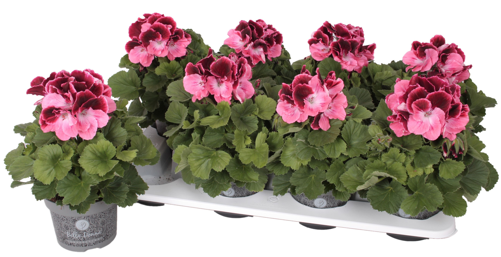 Pelg. Bella Donna Roze-Rood 12cm, D 12