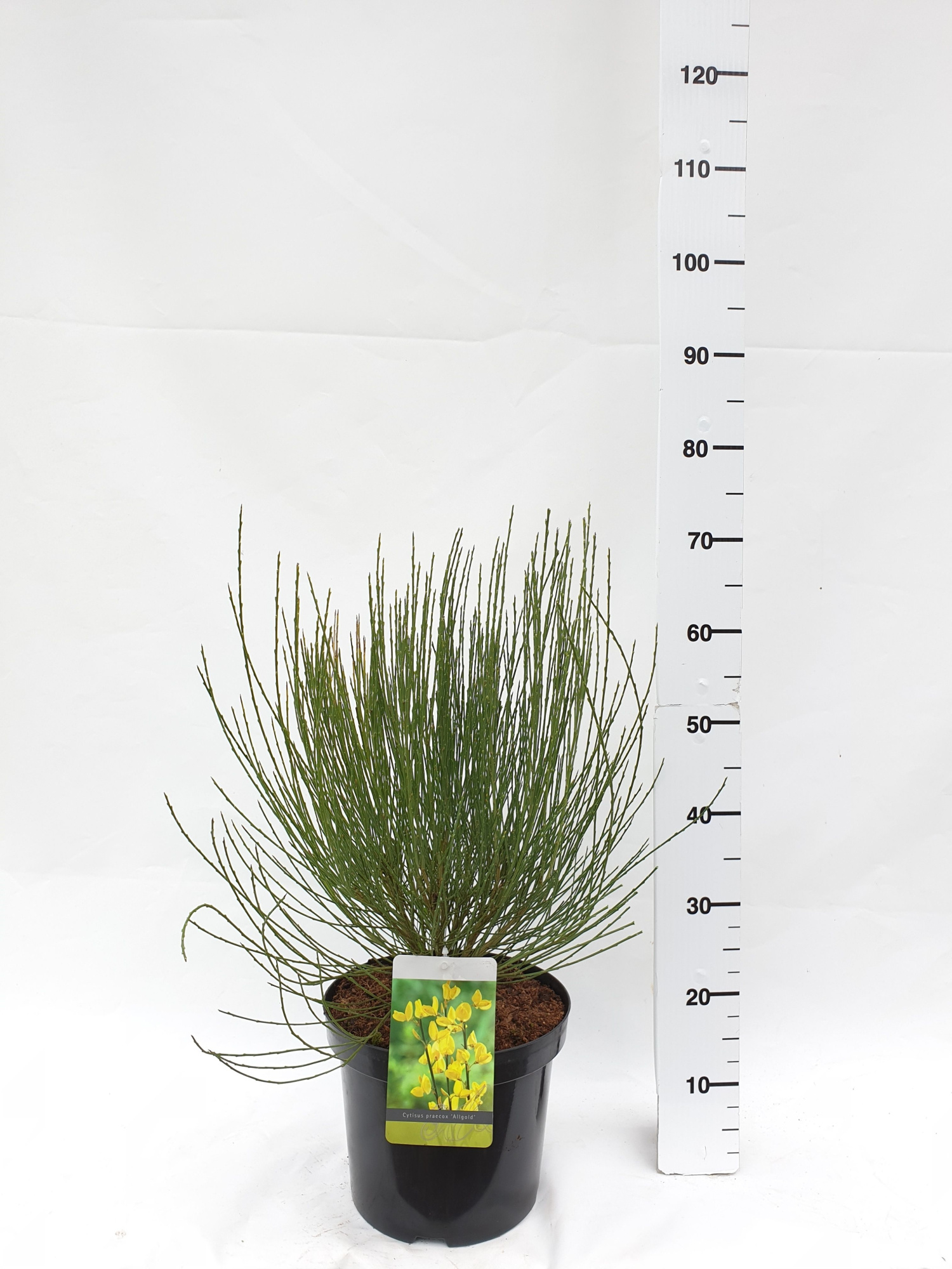 Cytisus Praecox Grp 'Allgold', D 26 cm