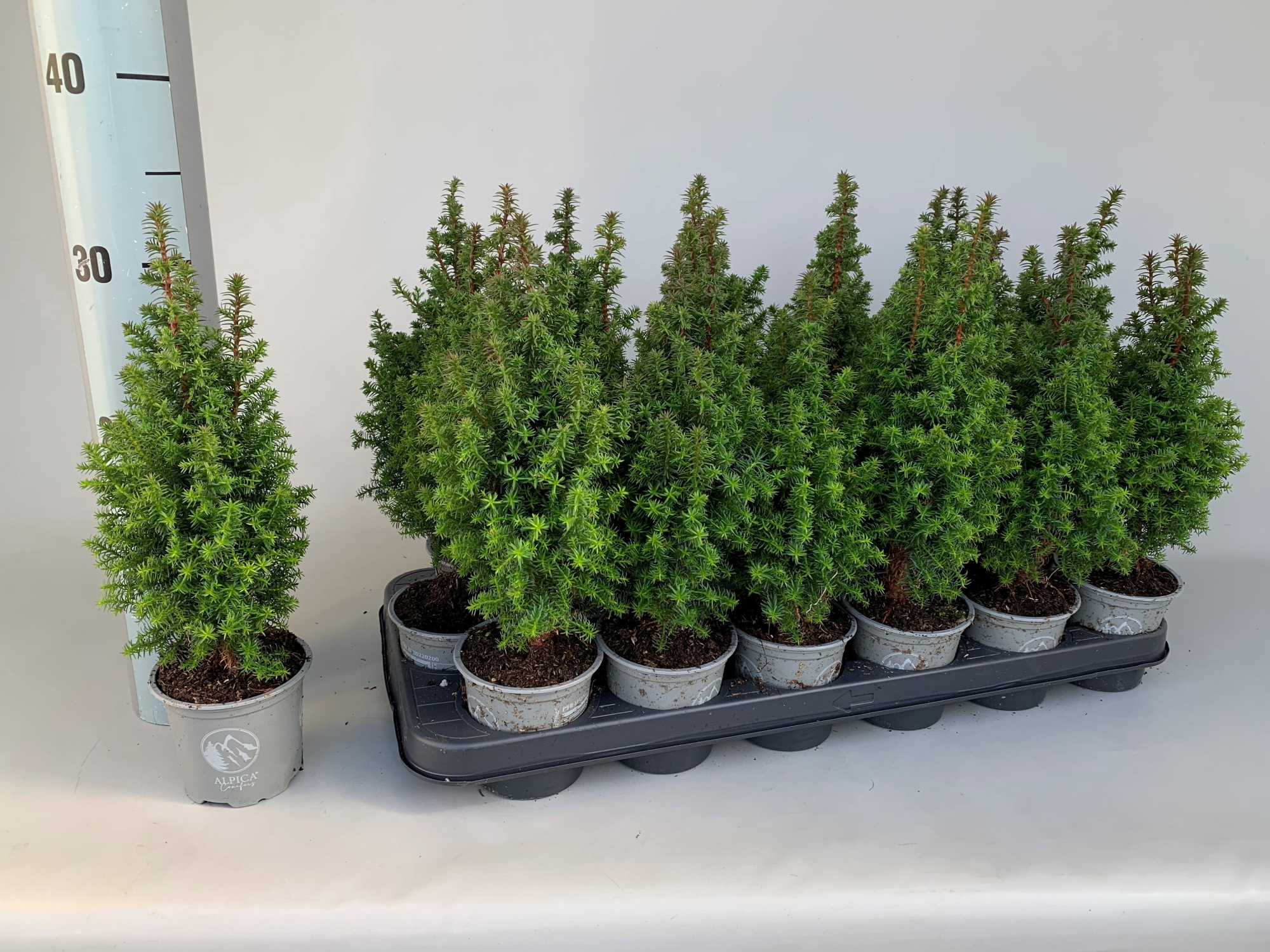 Chamaecyparis Thyoides Alpica P9, D 9 cm