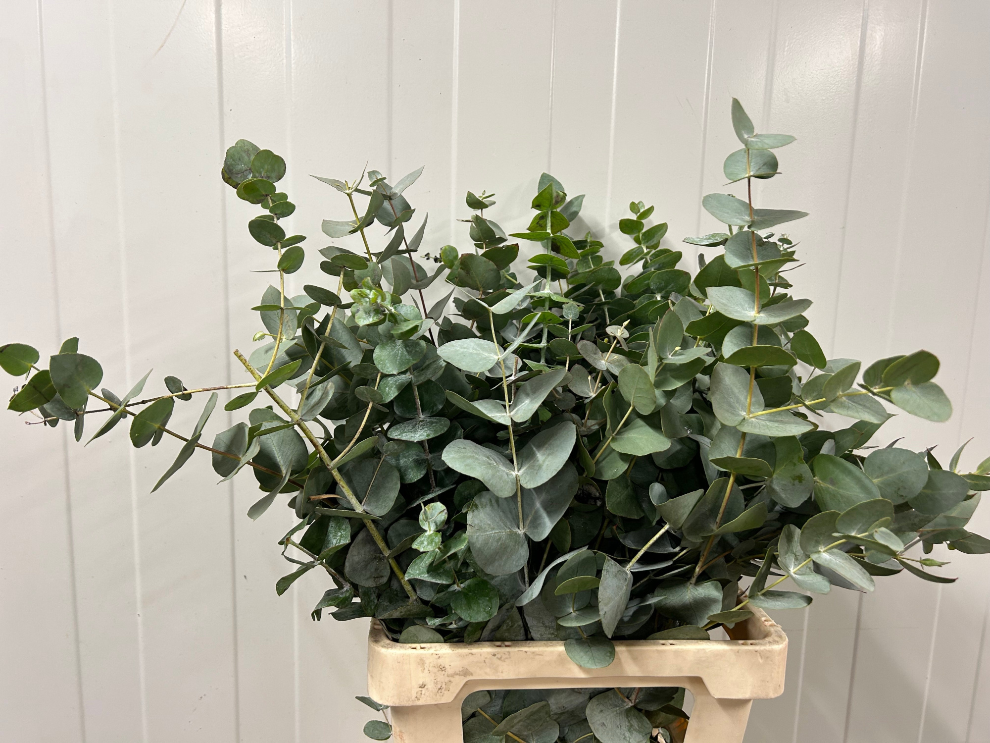 Эвкалипт Цинерея за пучок 70 (зел.), пуч.