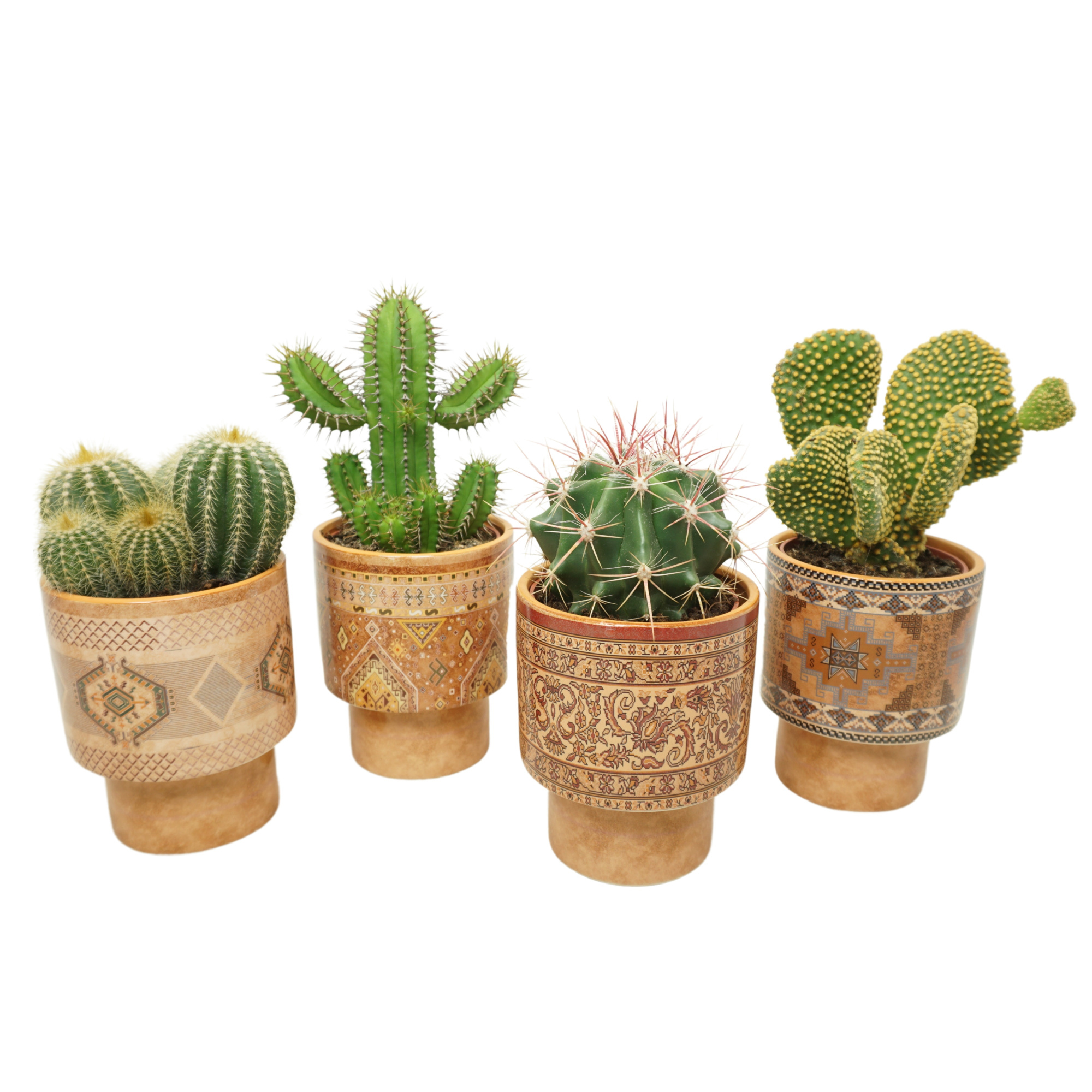 Cactus mix in 12 cm 'Casablanca' sierpot, D 10,5