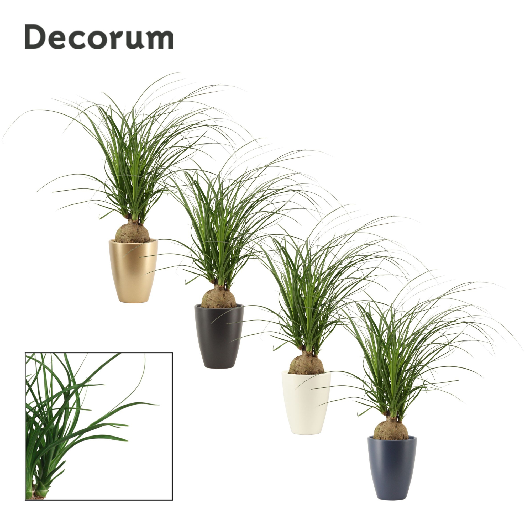 Beaucarnea bol 12 cm in Carly (Neo Architect-collection), D 12 cm