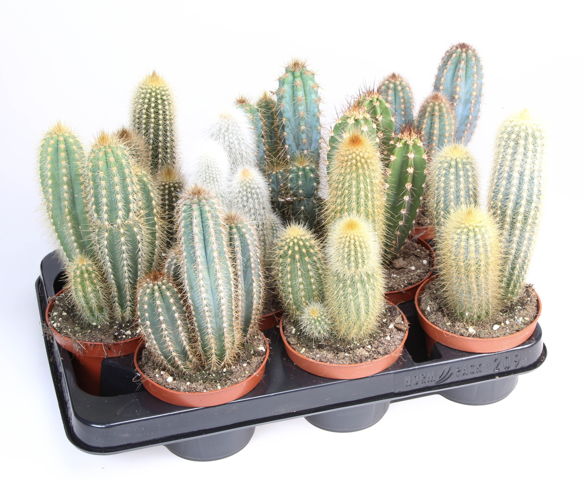Cactus zuilmix, D 10,5 cm