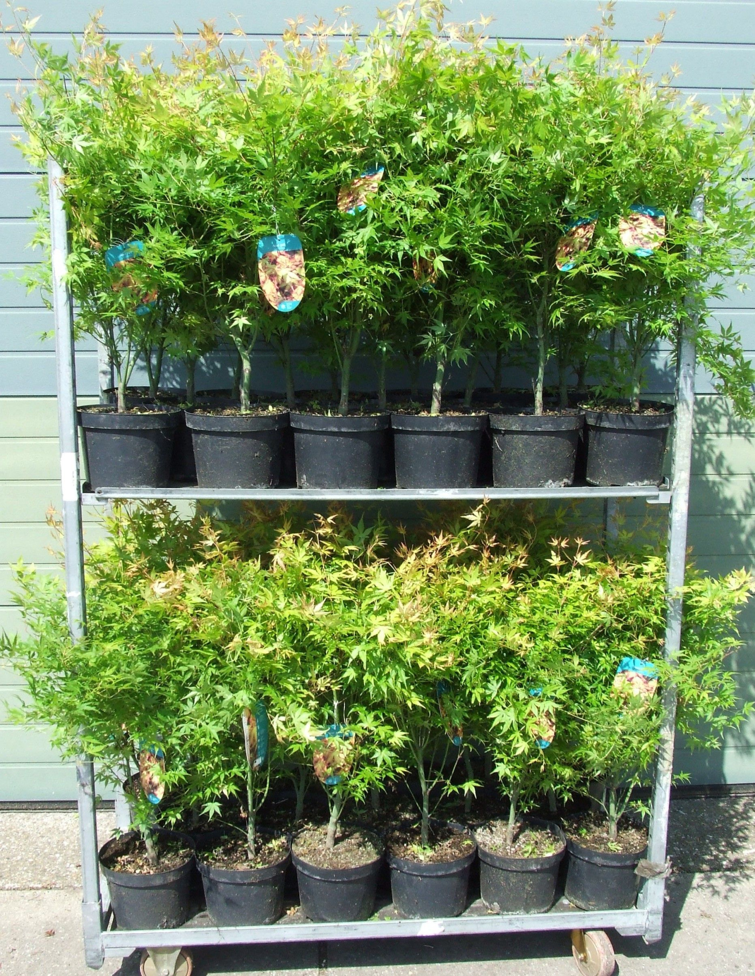 Acer palmatum 'Katsura' P23 Full CC, D 23 cm