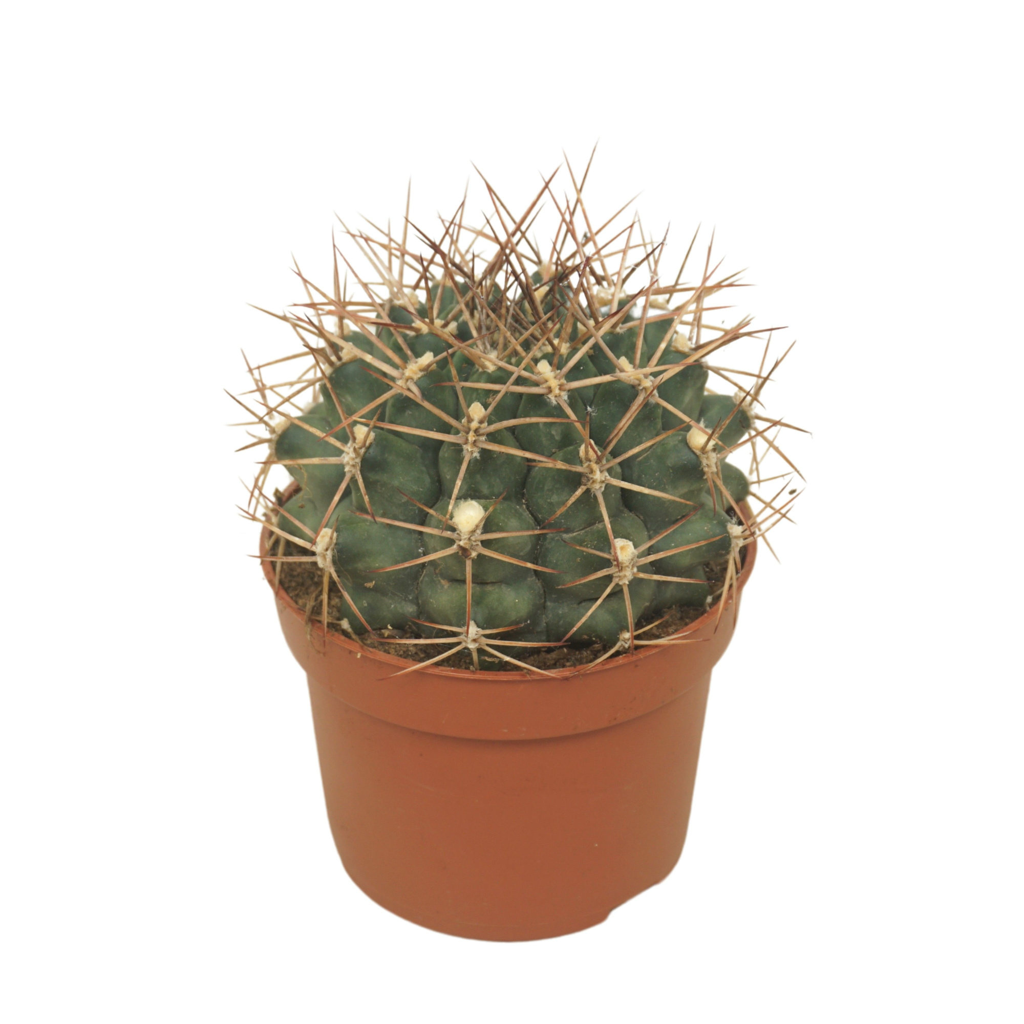 Gymnocalycium delaetii 10,5 cm, D 10,5 cm