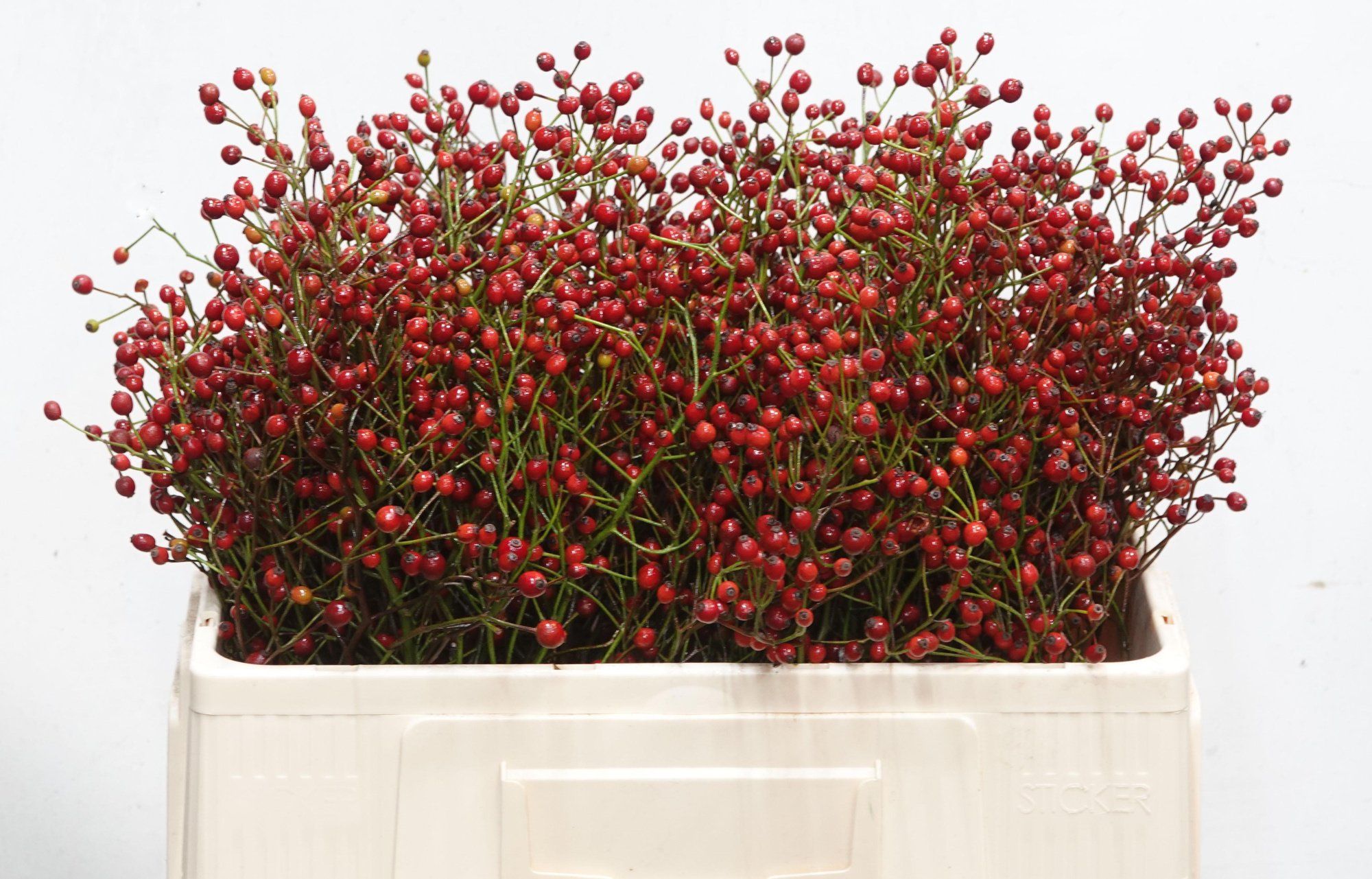 Рузботель Отем Сплендор 50, шт.