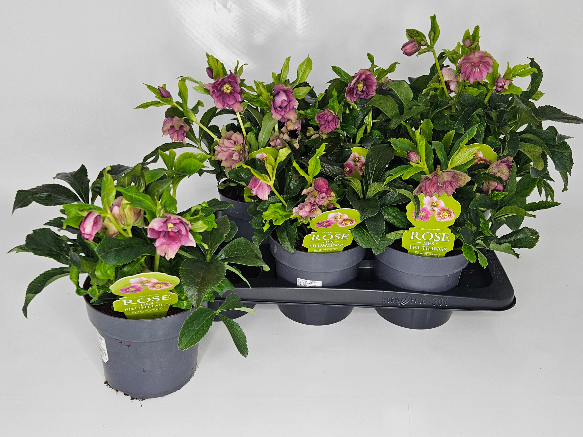 Helleborus orientalis Pretty Ellen/Double Ellen Mix T17 "Rose des Frühlings", D 17