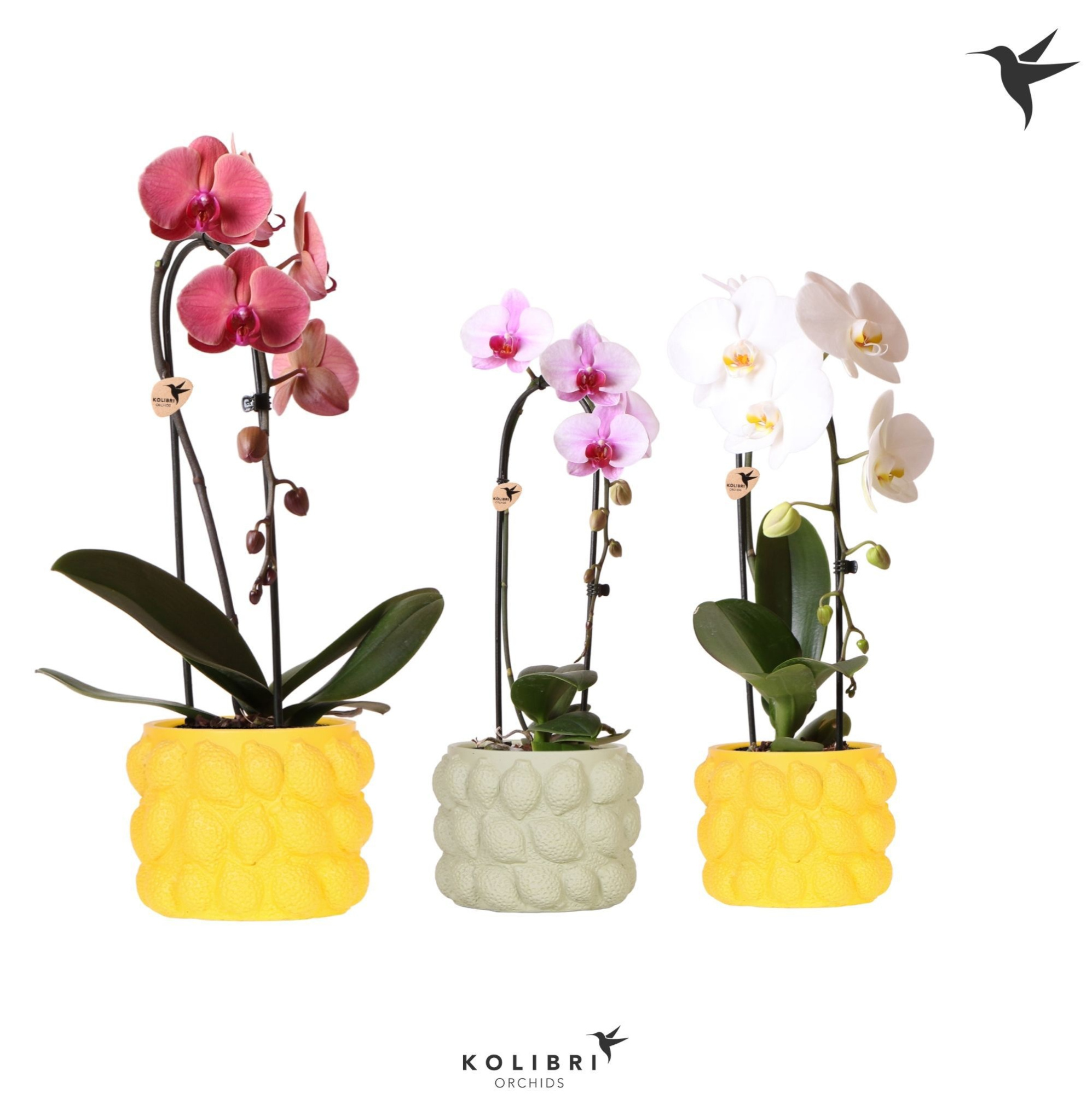 Kolibri Orchids Cascade Niagara Fall mix 1 spike in Citrus pot mix, D 12 cm