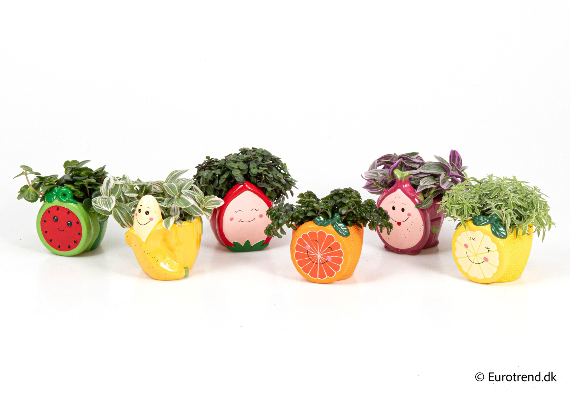 Green mix in zinc bucket - Spring, Summer & Autumn 2025, D 6 cm