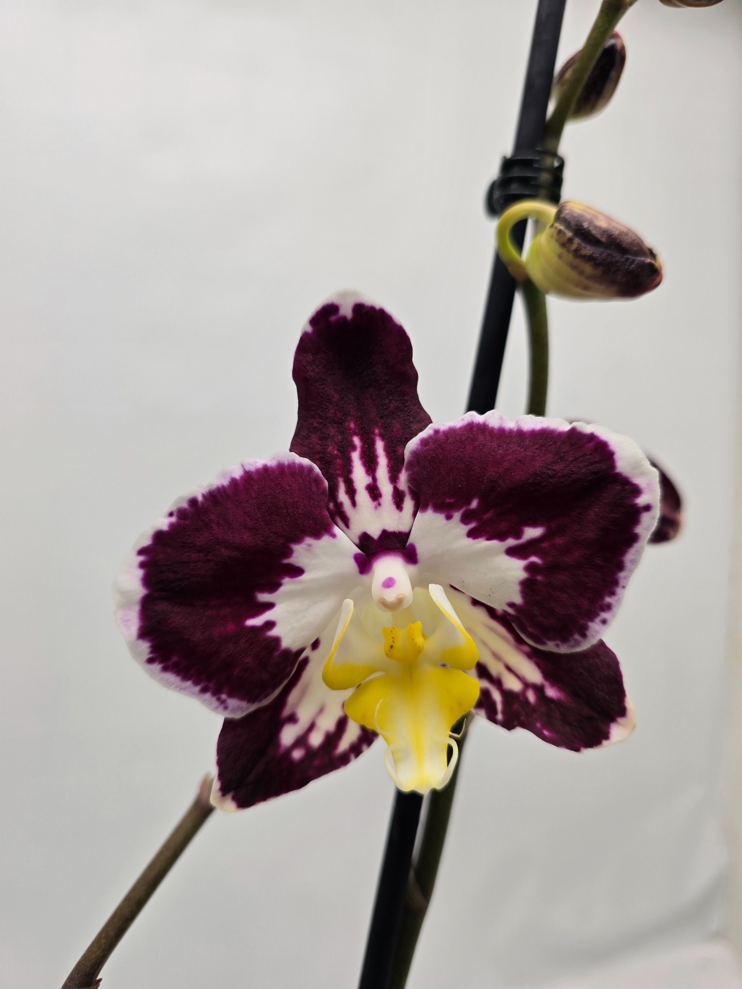 Limited 24 week 43, D 12 cm