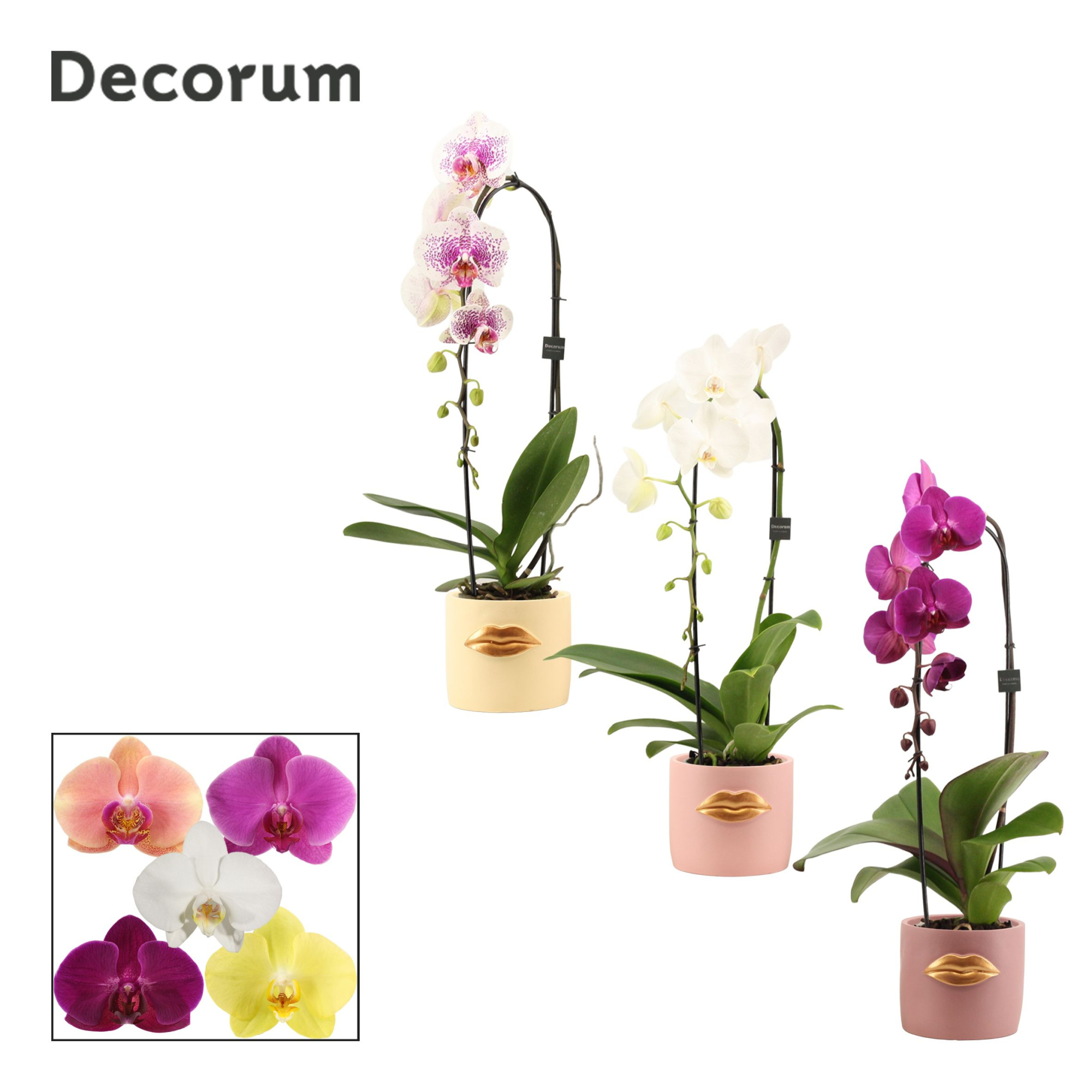 Phalaenopsis cascade 1 tak mix in Lovely (Luxury World-collectio, D 12