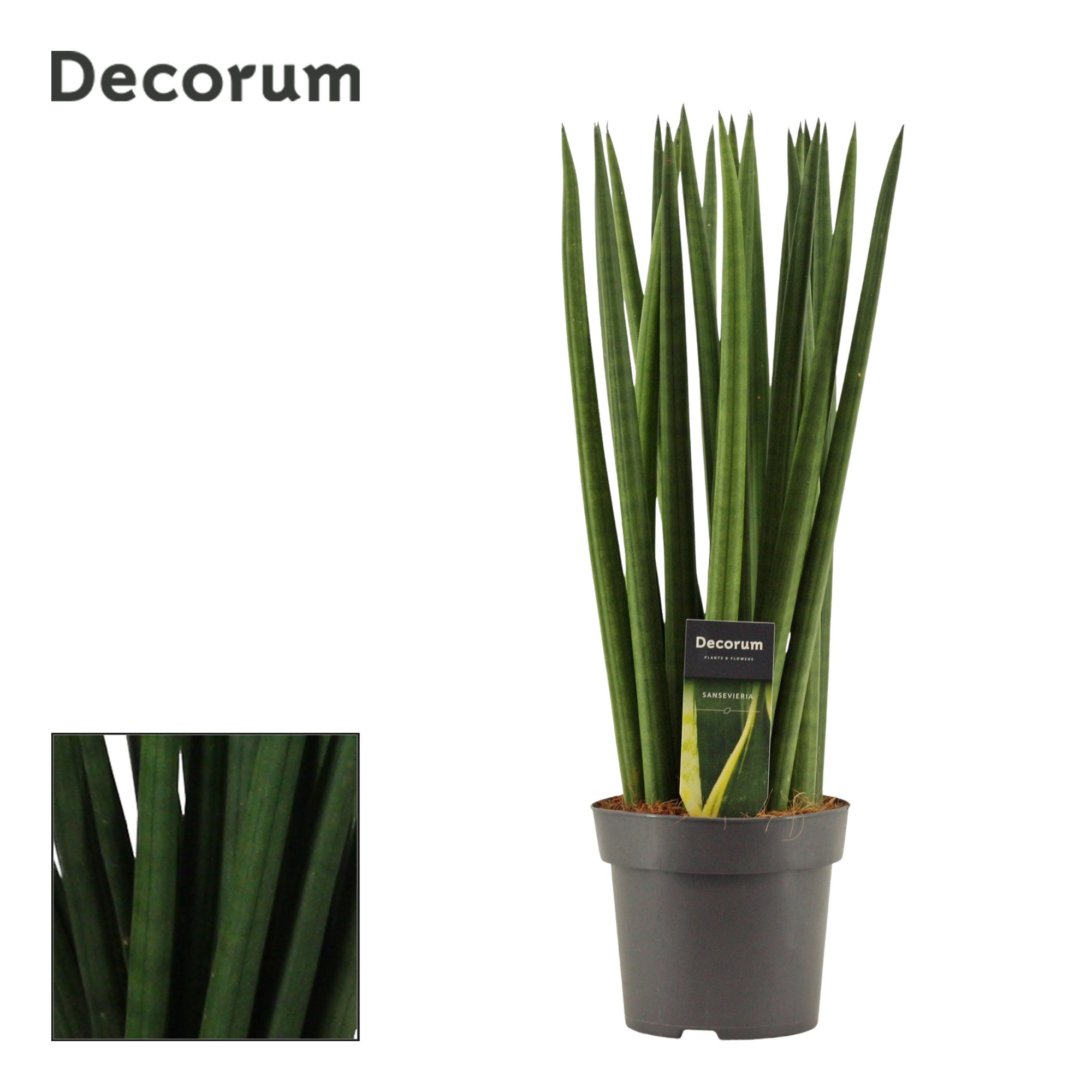 Sansevieria Cylindrica 14 cm Spaghetti (Decorum), D 14