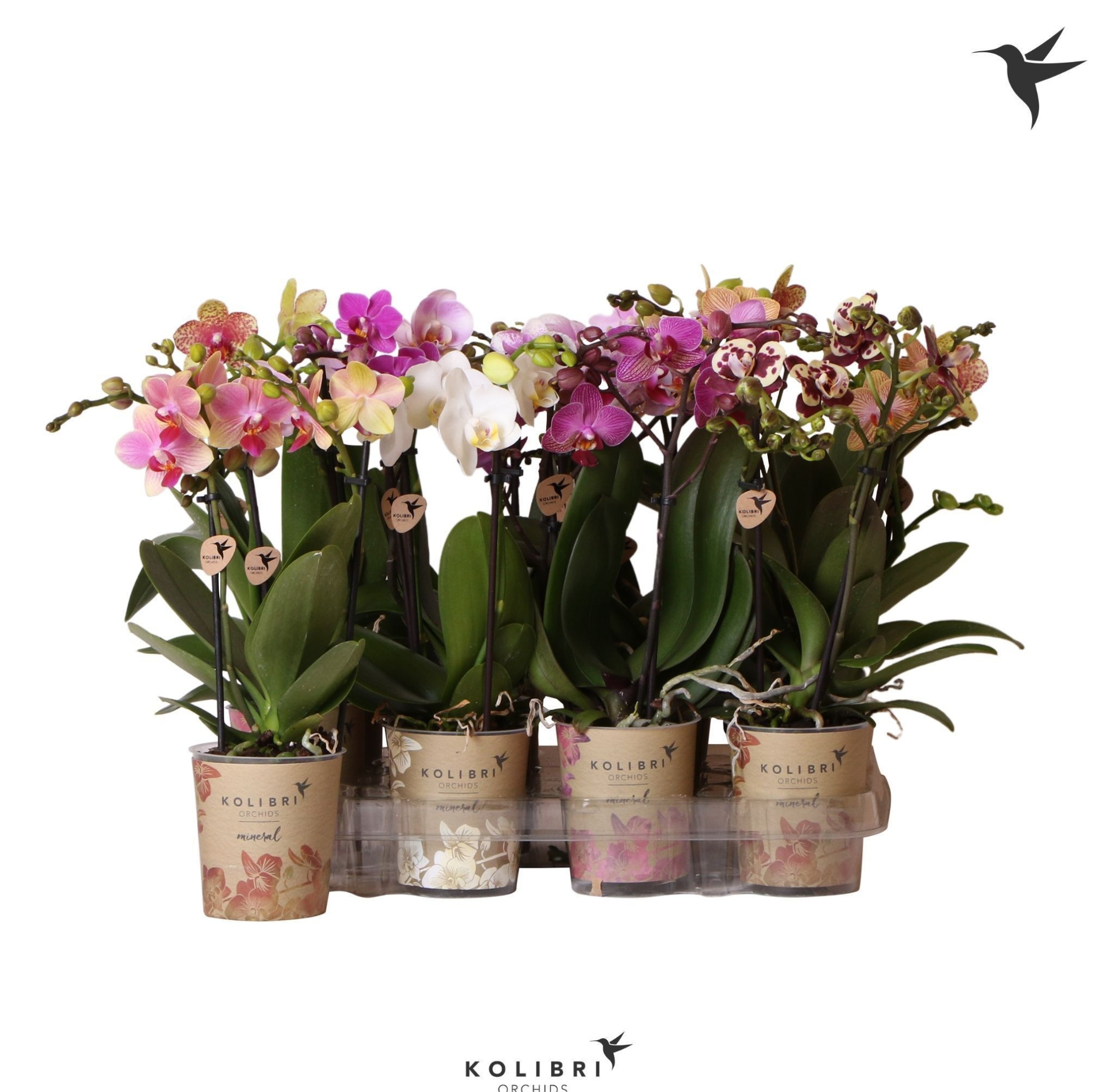 Kolibri Orchids Phalaenopsis Mix 2 spike big flower, D 9
