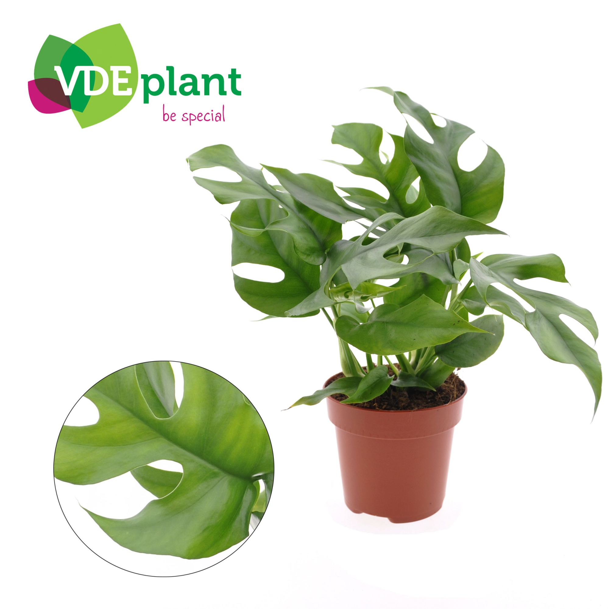 Monstera Minima, D 12 cm