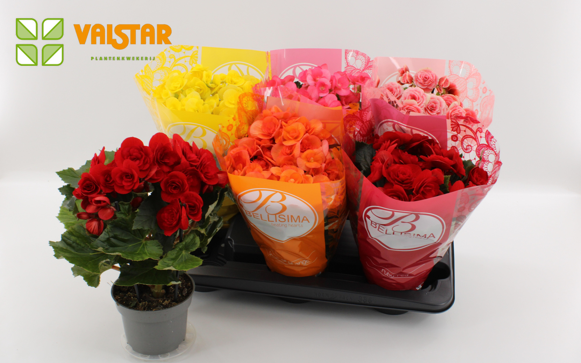 Begonia 13cm Bellisima hoes Ton sur Ton Mix, D 13