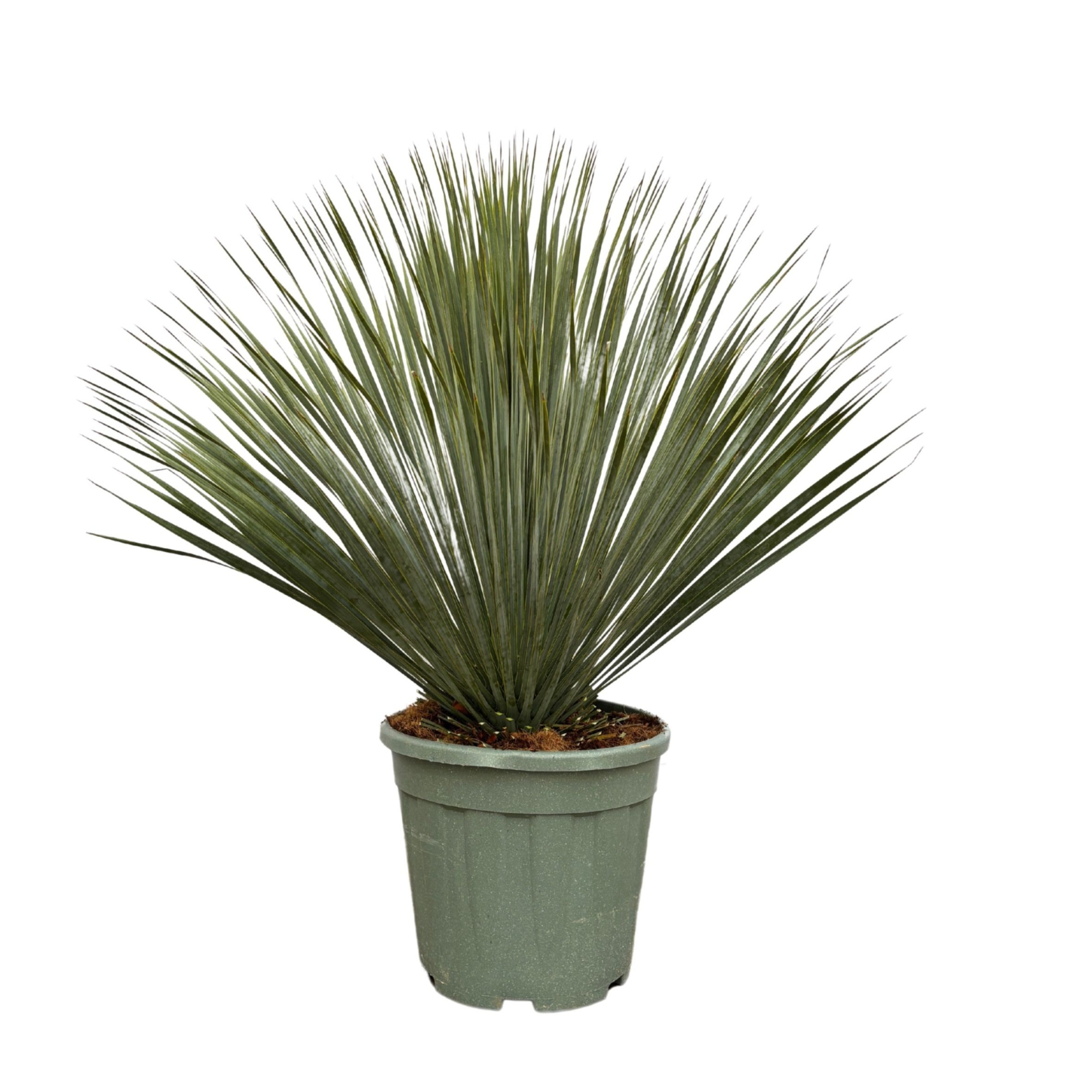 Yucca Rostrata Bush - 100cm, D 40 cm