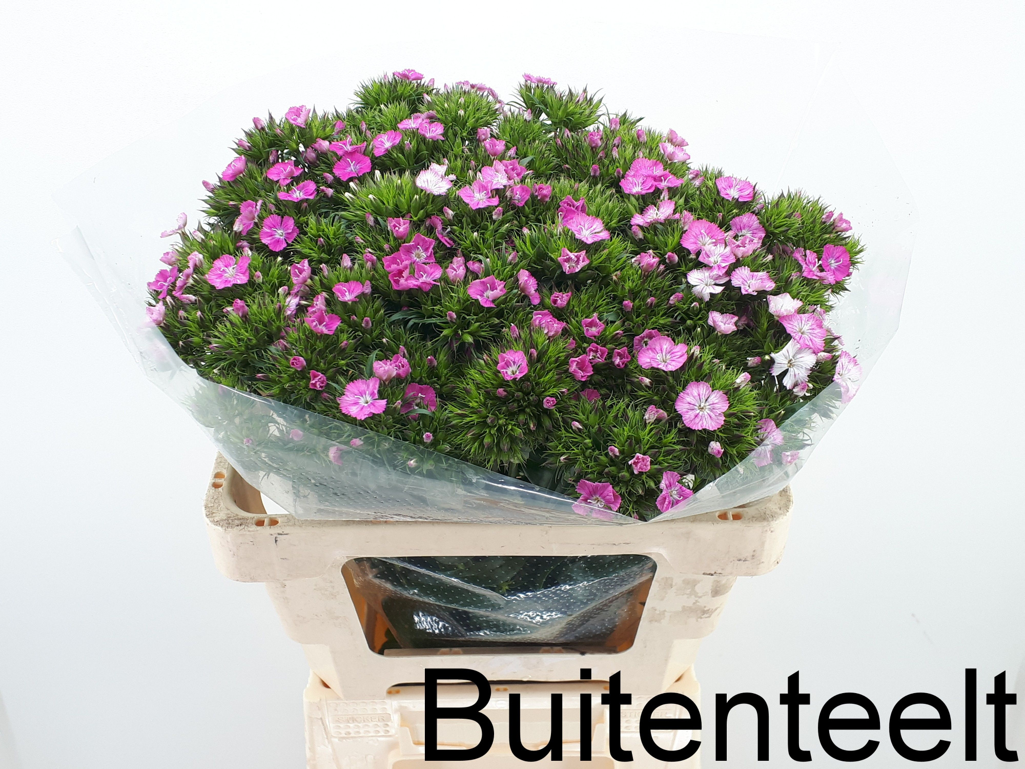 Диантус Барбатус Амазон Роуз Мэджик 55, шт.