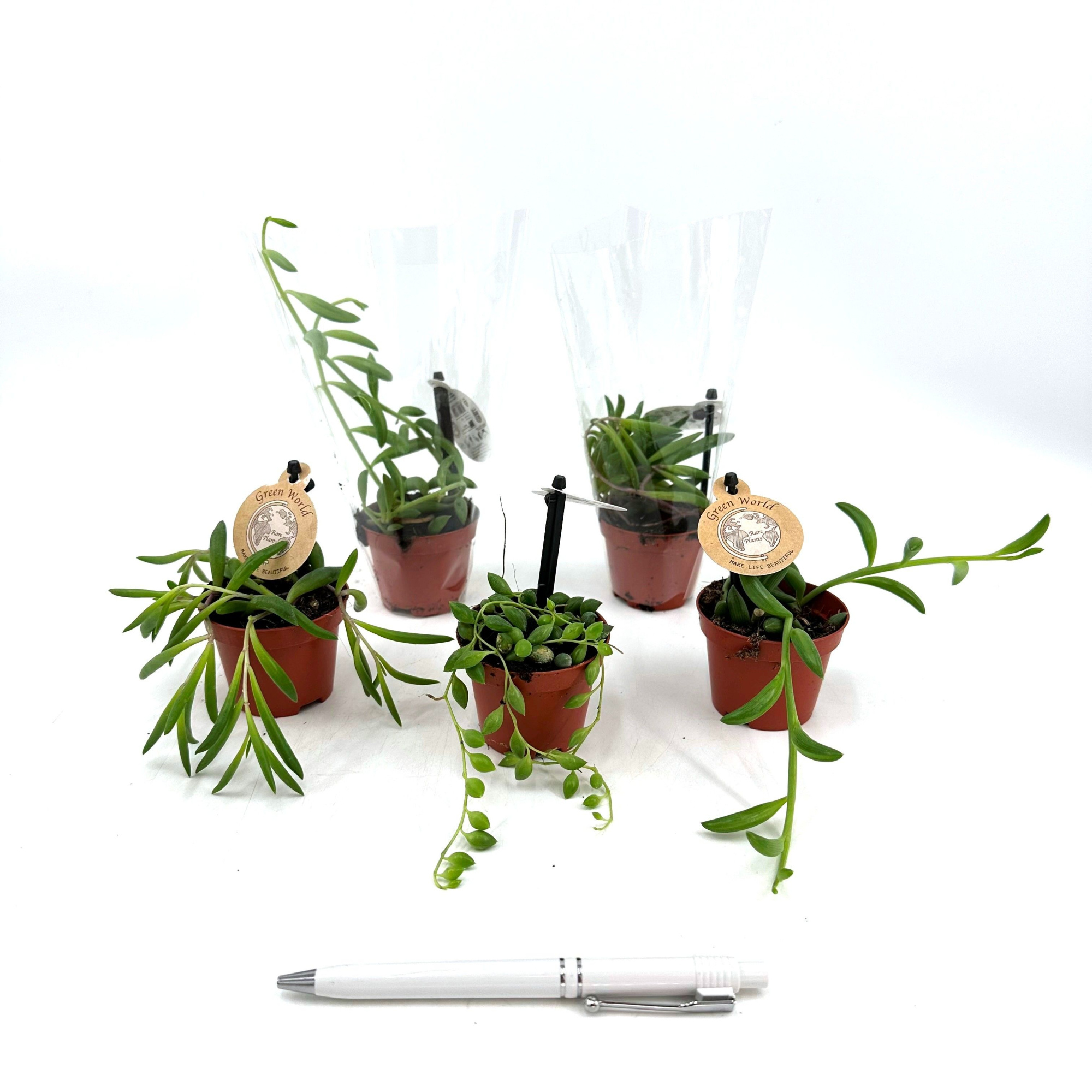 Mini Senecio Mix (String of Flush, Pearls and Bananas), D 6 cm