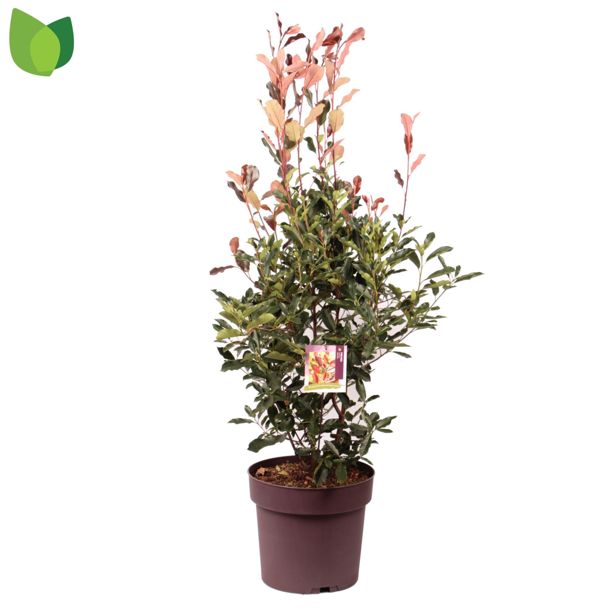 Photinia fraseri 'Thin Red' C20/P40, D 40