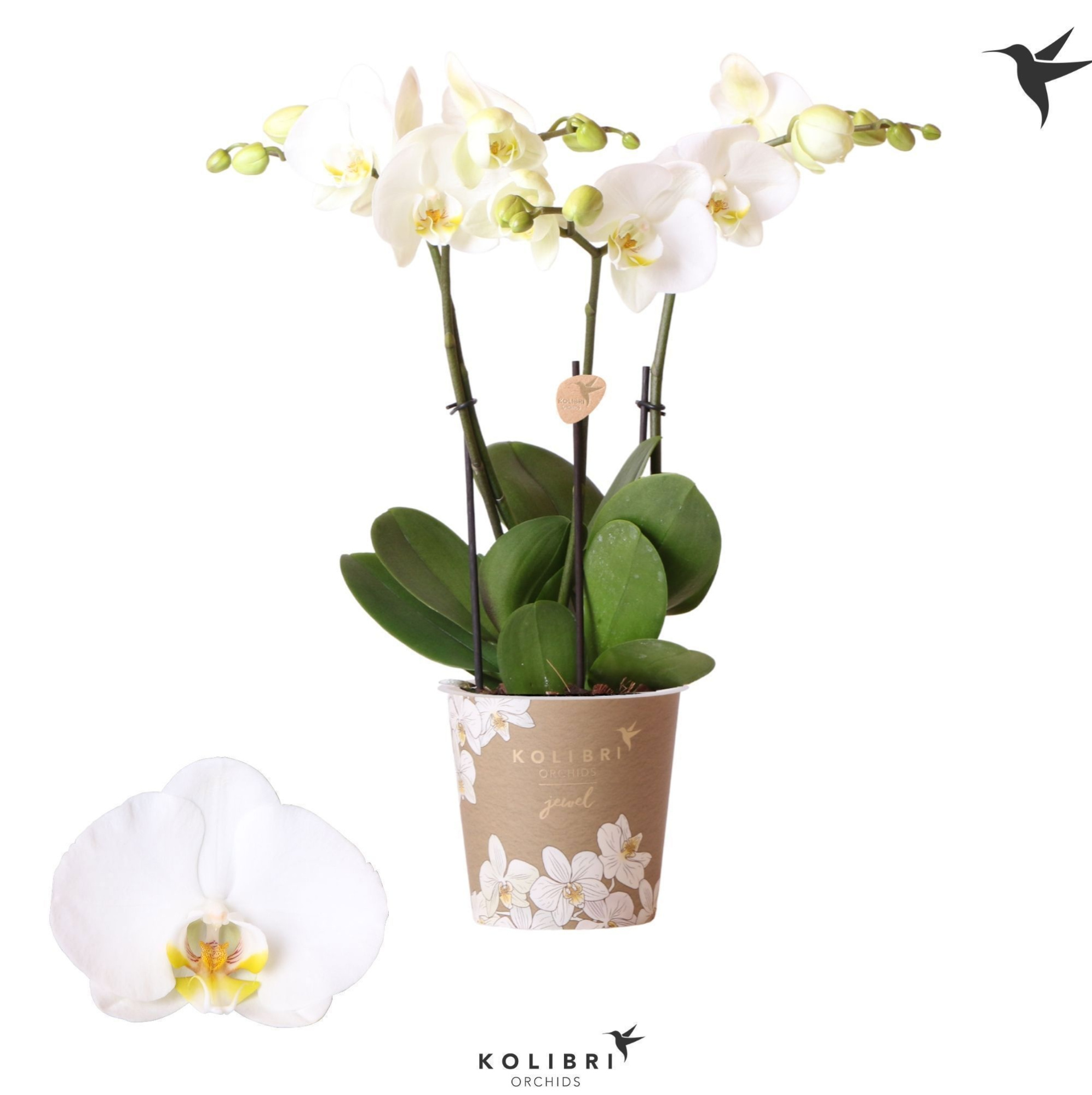 Kolibri Orchids Phalaenopsis Jewel Ghent 3spike, D 12 cm