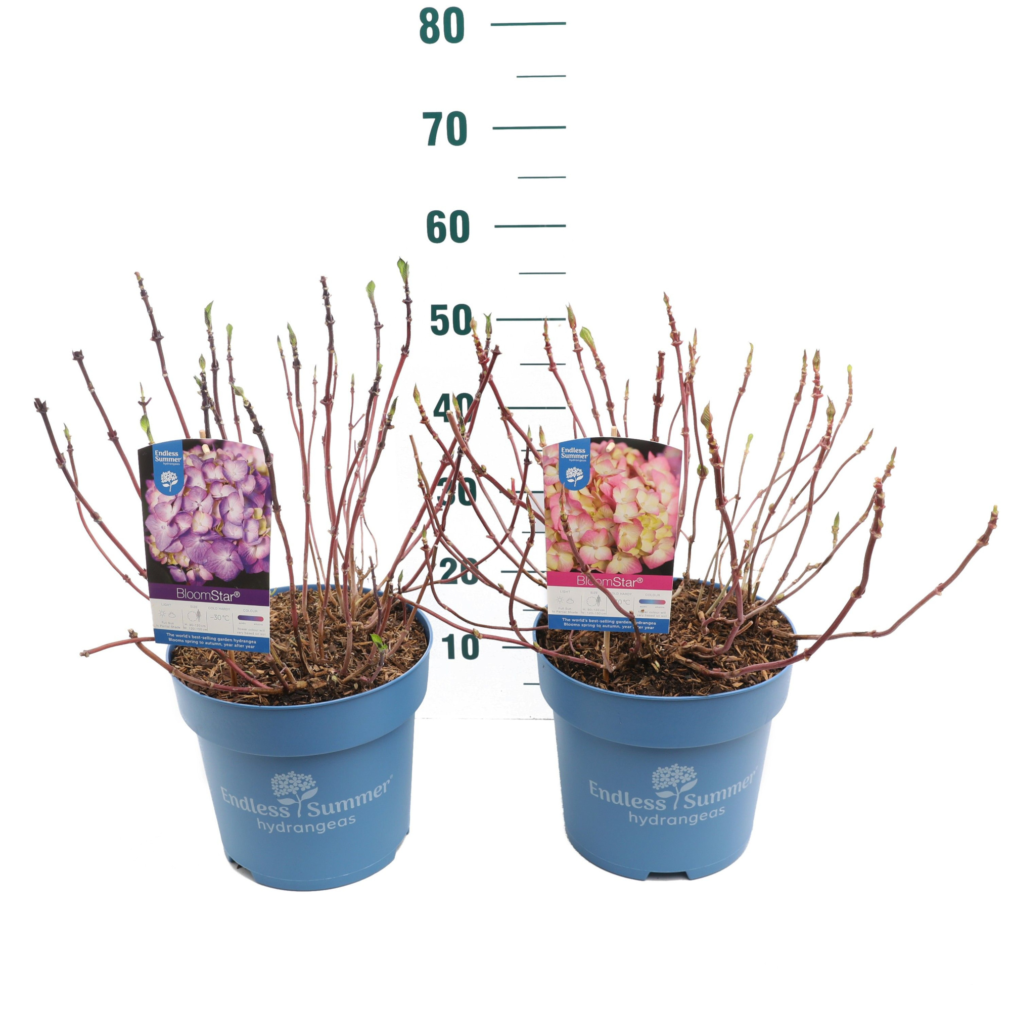 Hydrangea 'BloomStar Mix' - P27 - Endless Summer, D 27
