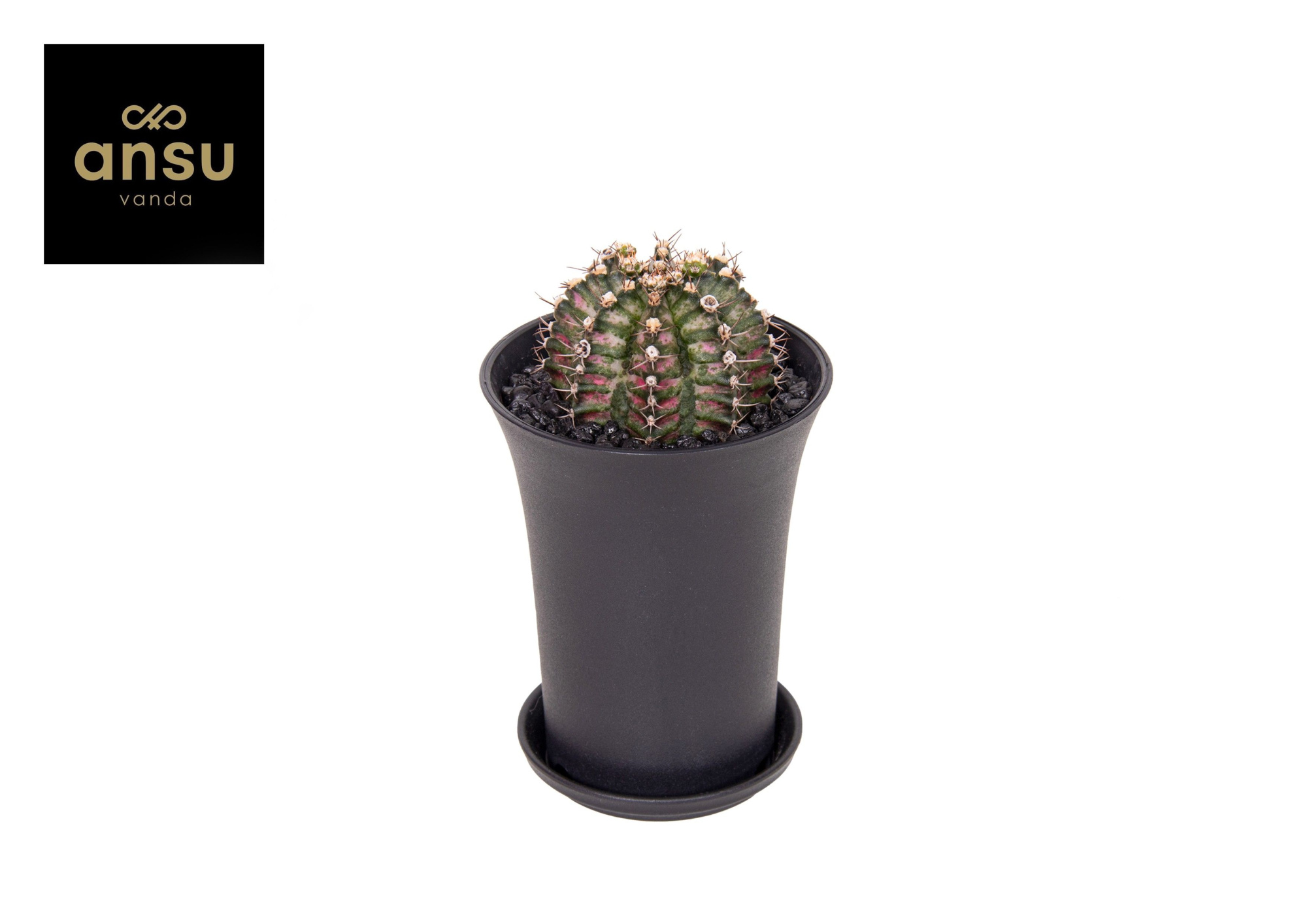 Gymno Cactus 'T-Rex' XL, D 10 cm