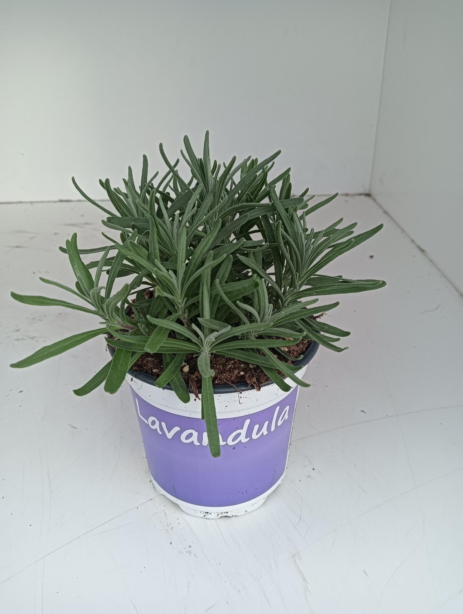 Lavendel Lavandula Hidcote blue blauw, D 12 cm