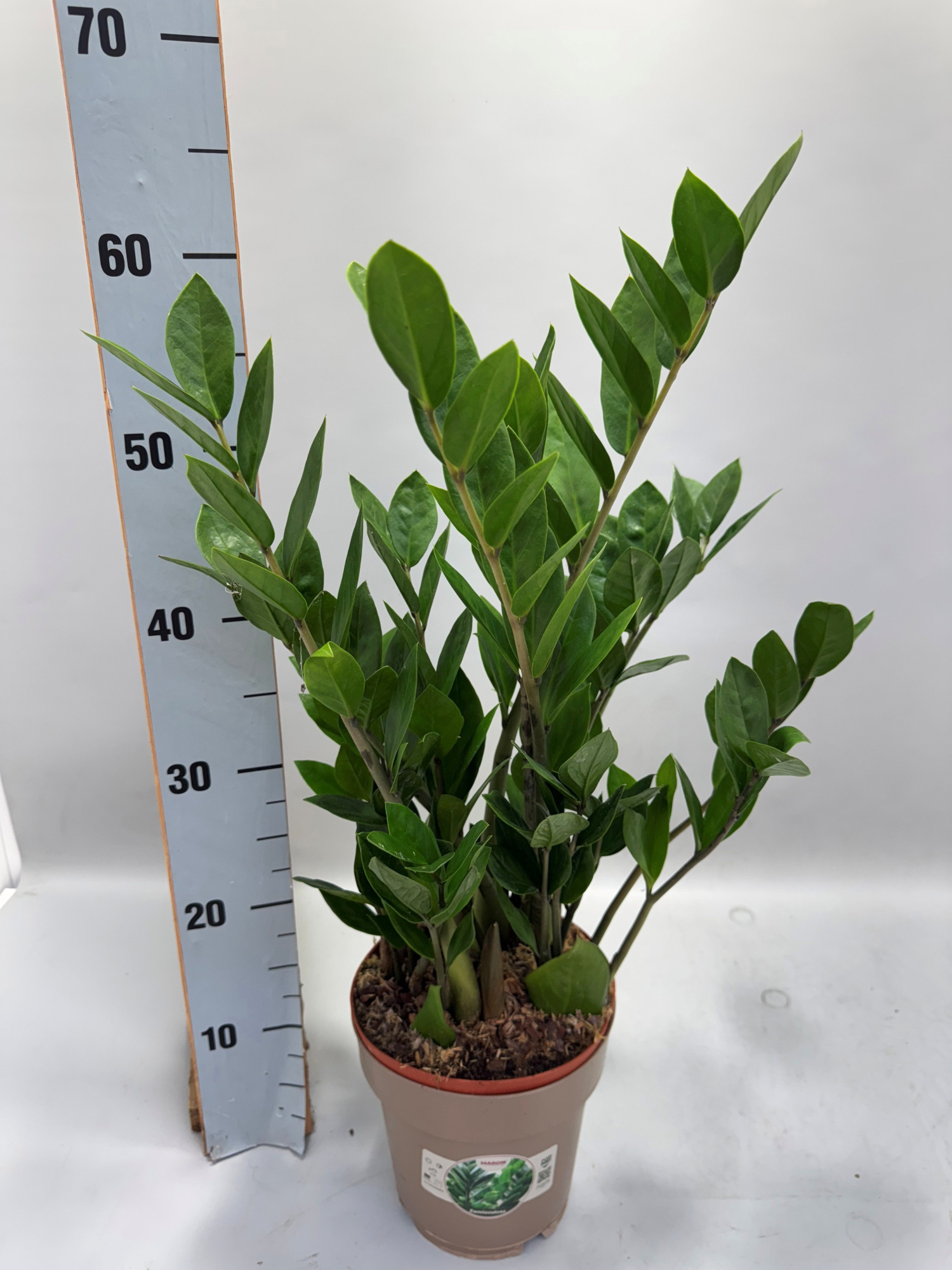 Zamioculcas 60cm 8+ veren, D 17 cm