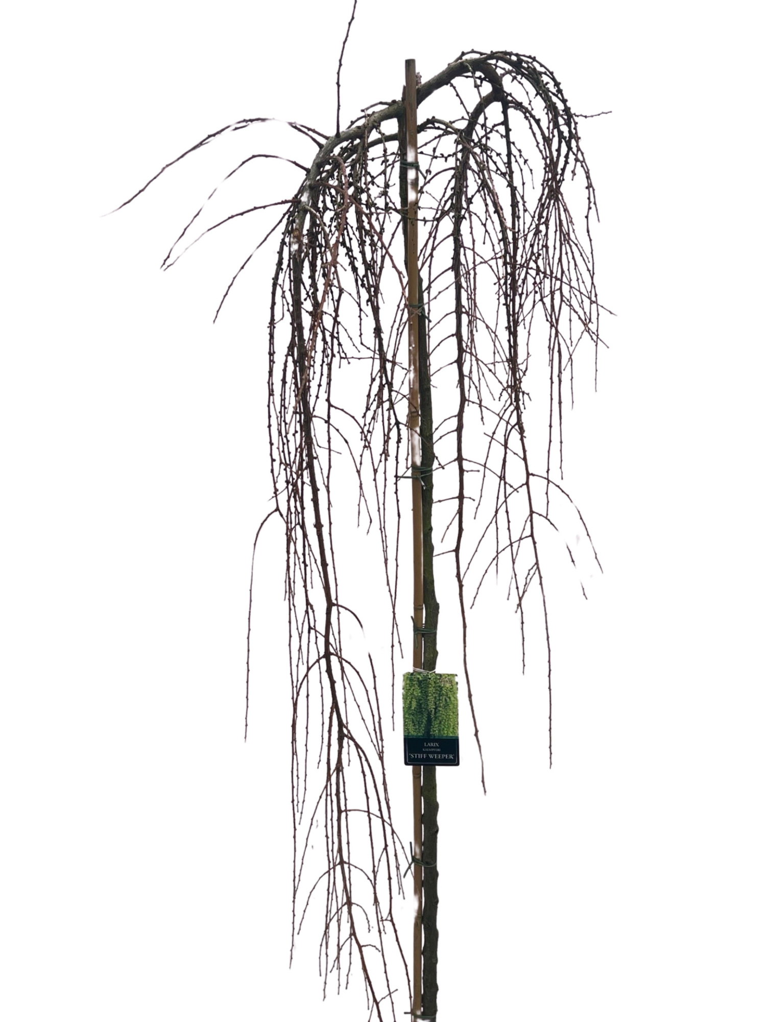 Larix Stiff Weepers Stam 180 cm, D 32