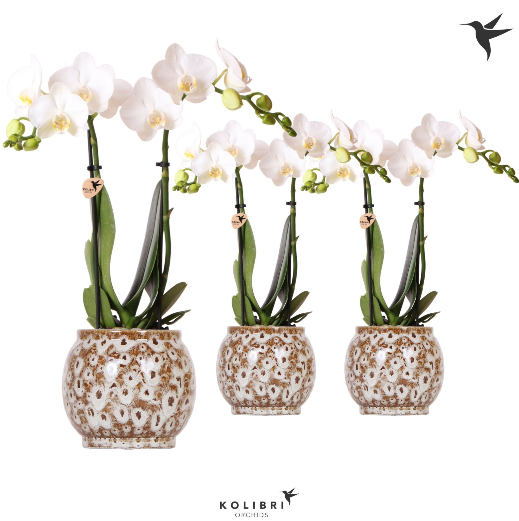 Kolibri Orchids Phalaenopsis white 2 spike in Safari pot, D 9 cm