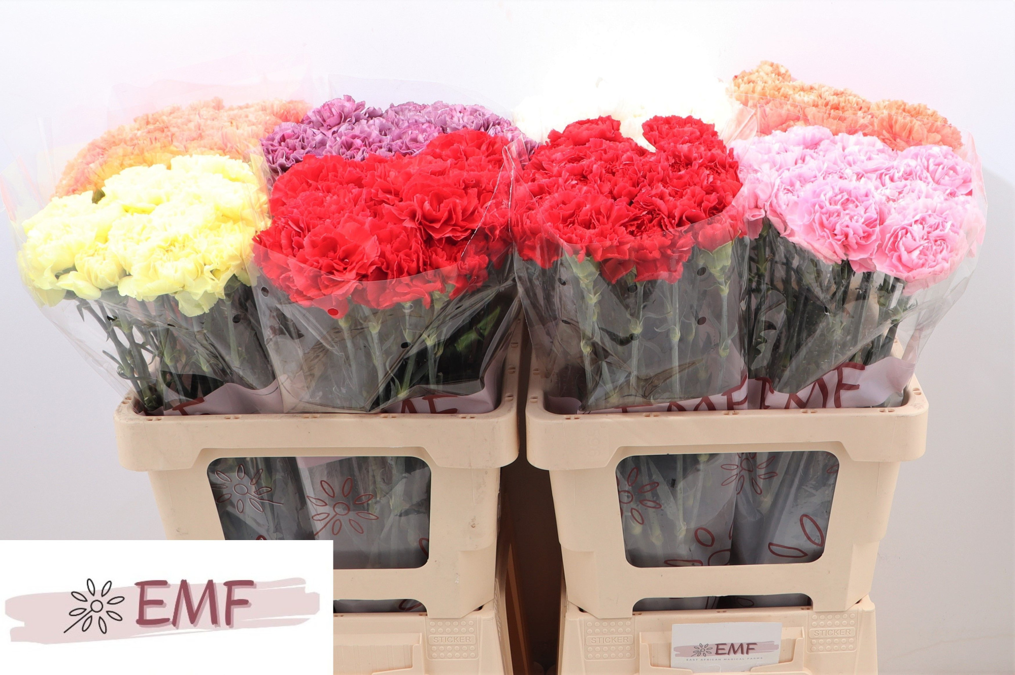 Диантус од. Микс в баке, шт.