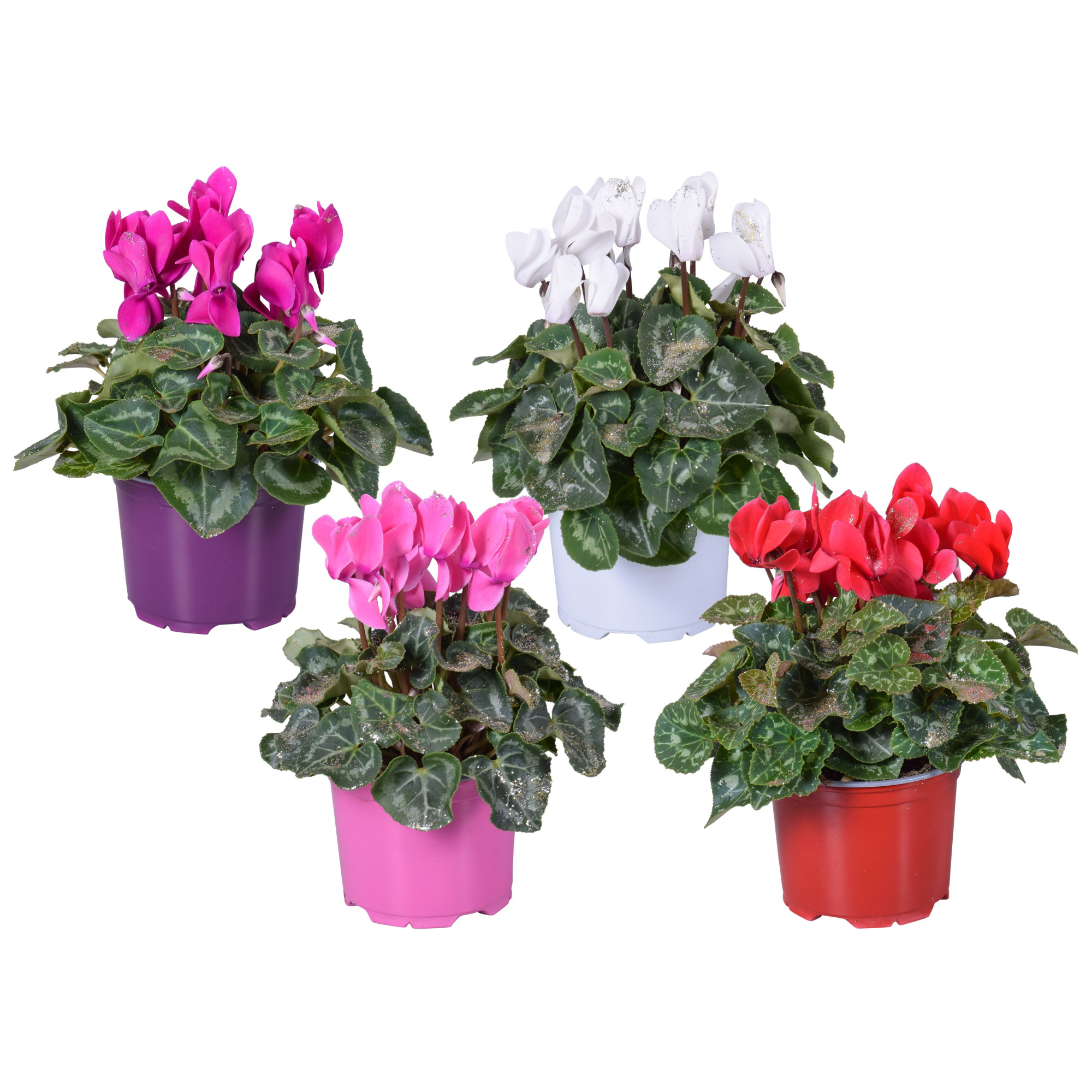 Cyclamen met glitters in Ton sur Ton kweekpot (Kerst), D 12