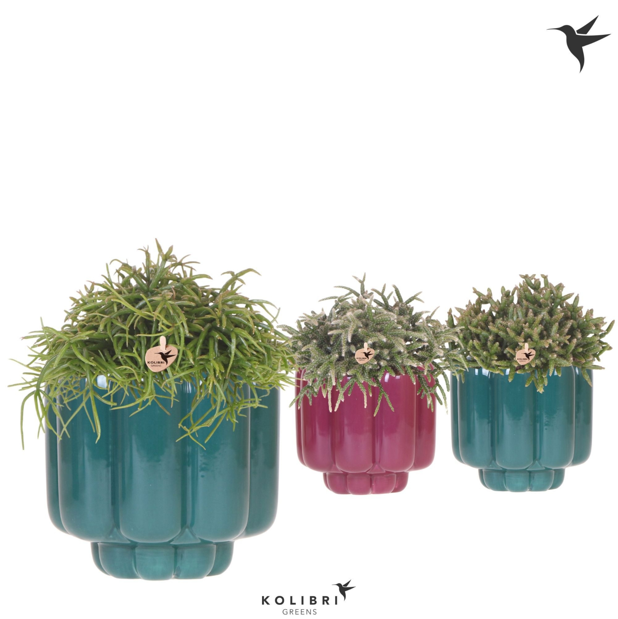 Kolibri Greens Rhipsalis mix in Retro pot green mix, D 12