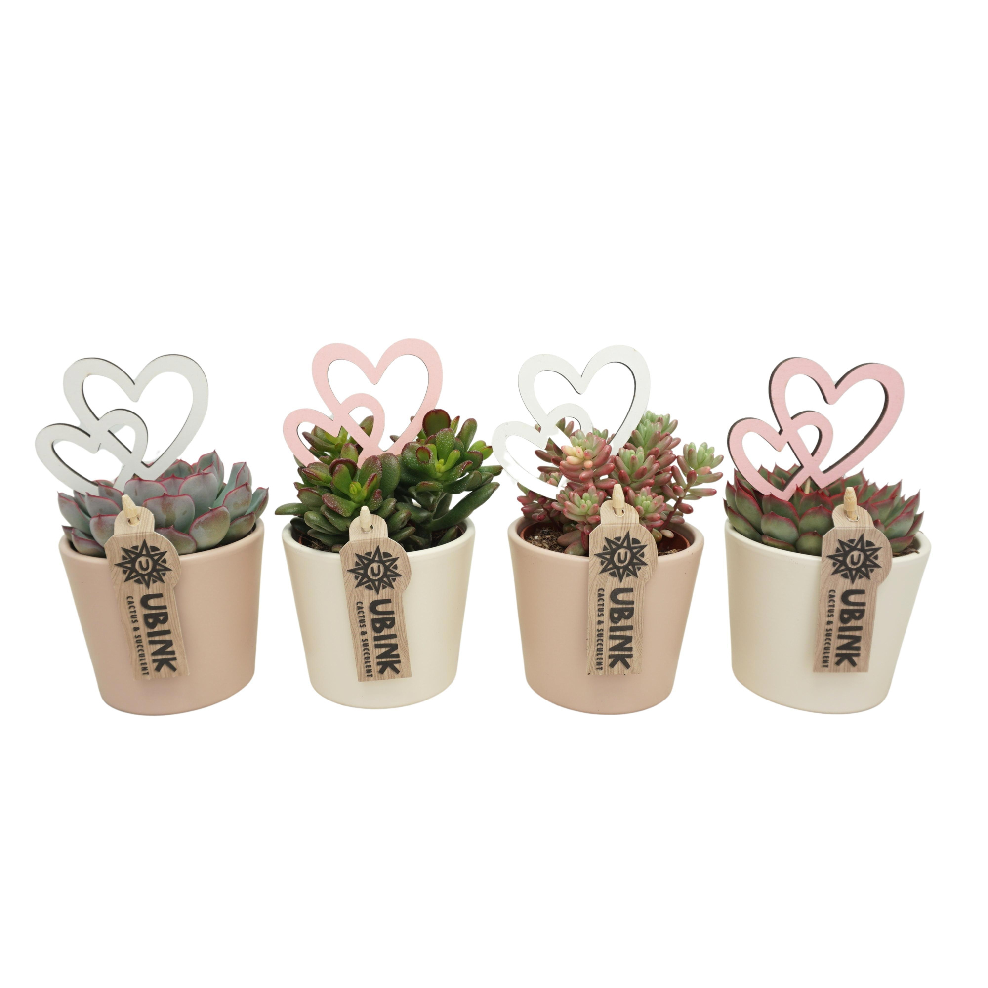 Succulent mix in 9 cm 'Pastel Potje' met Hartjes, D 8,5