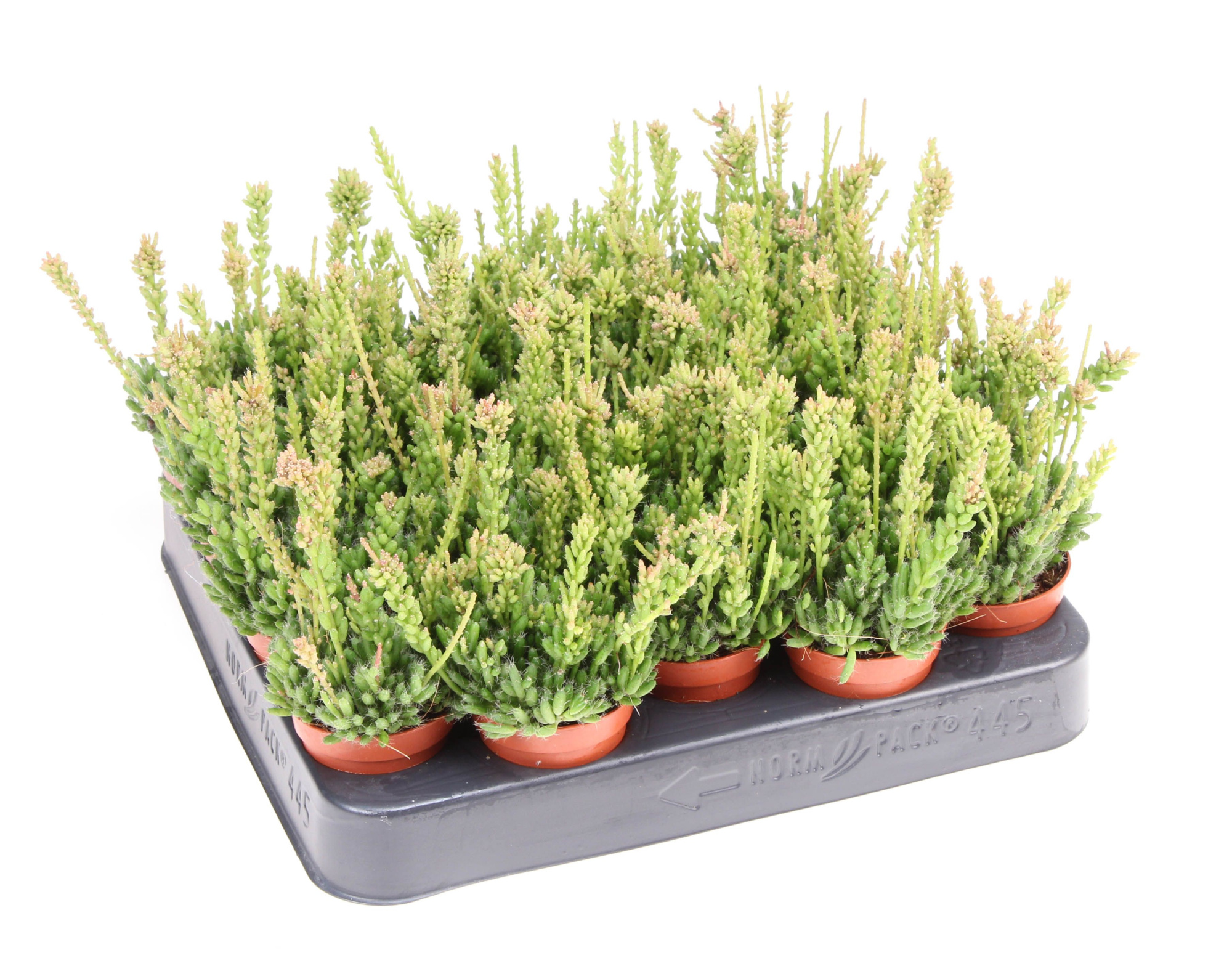 Rhipsalis messembryanthemoides, D 5,5 cm