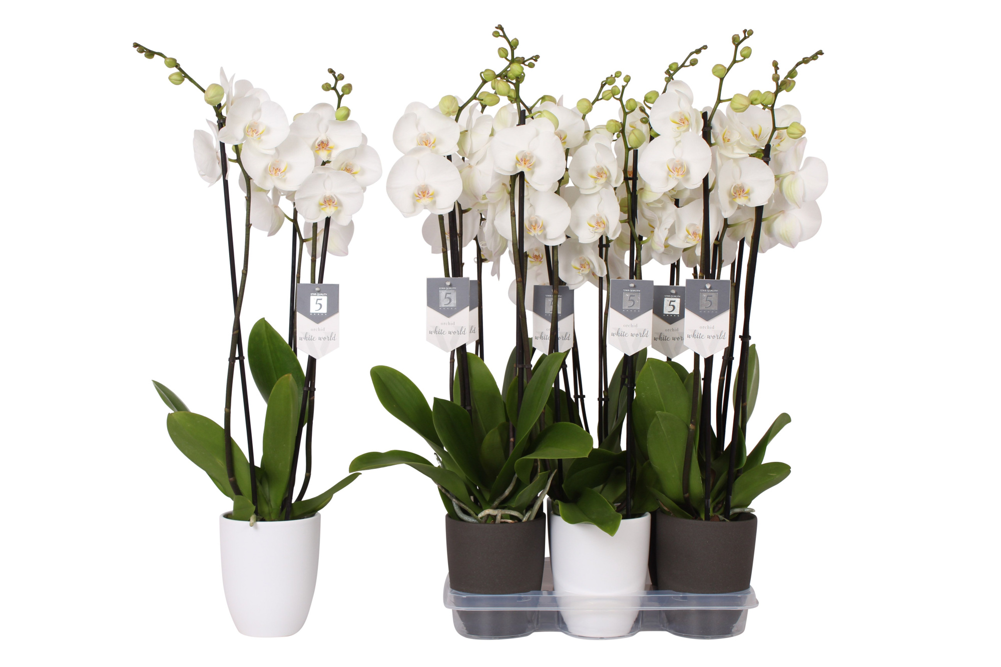 Phalaenopsis White World, 3-spike White and Anthracite Ceramics, D 12 cm