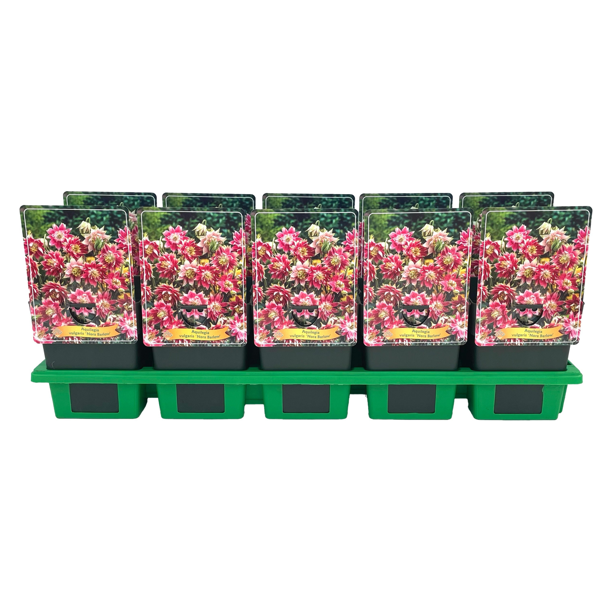 Aquilegia vulgaris 'Nora Barlow' P11, D 11 cm