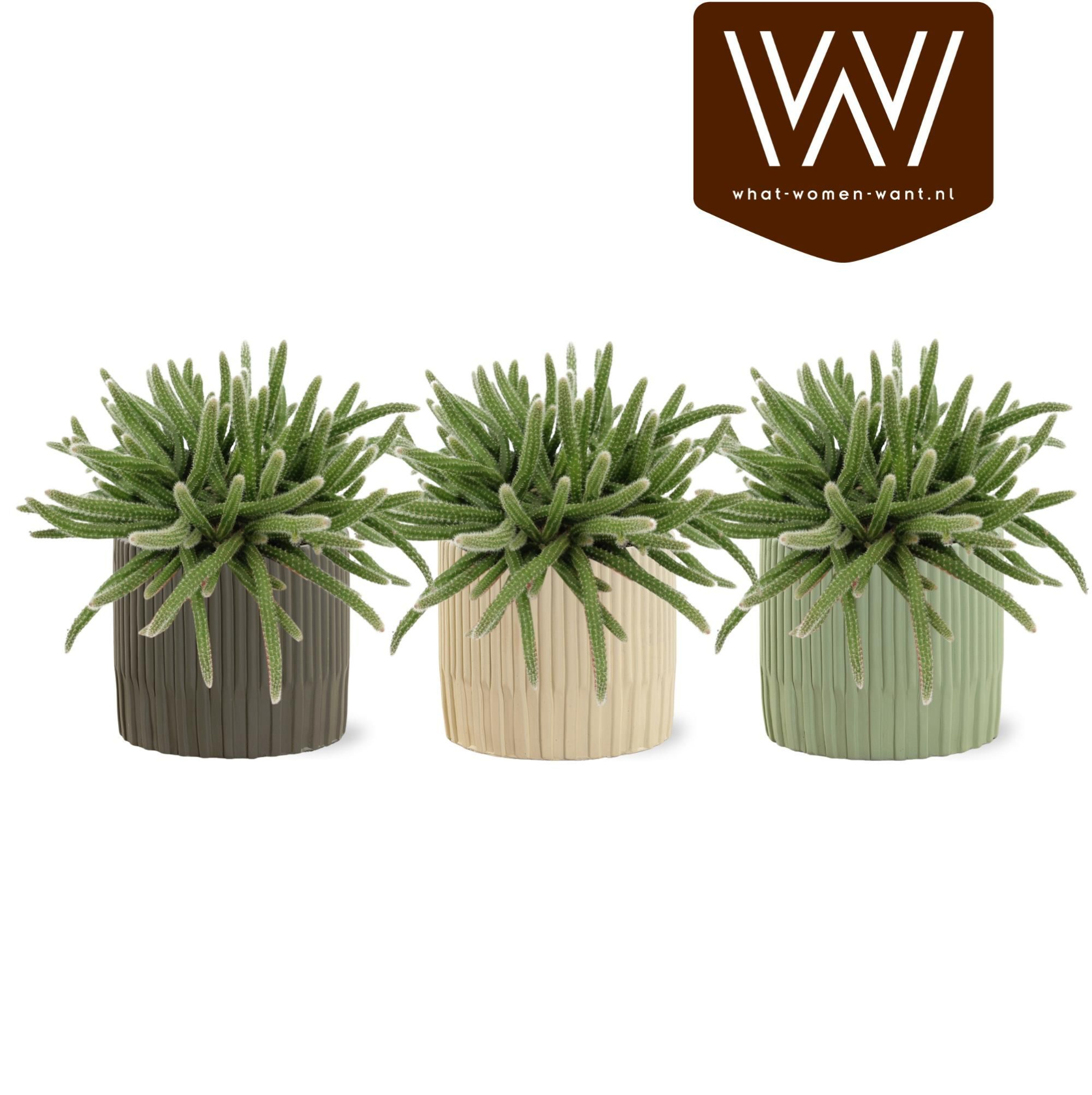 Rhipsalis Horrida in Lou, D 12,5 cm