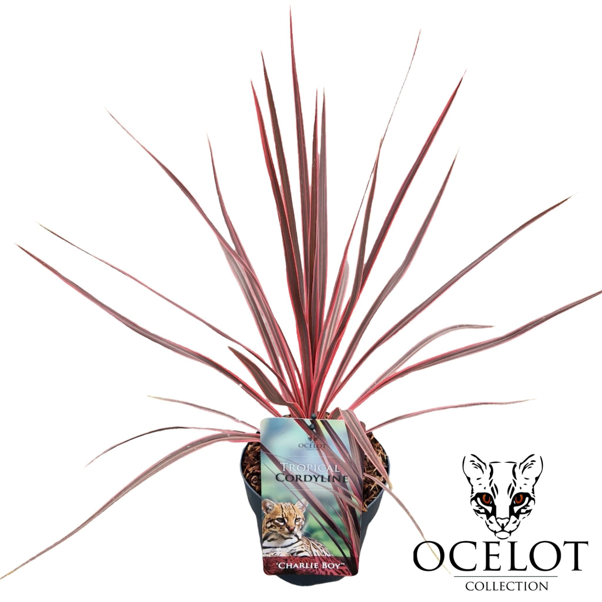 Cordyline australis 'Charlie Boy', D 17