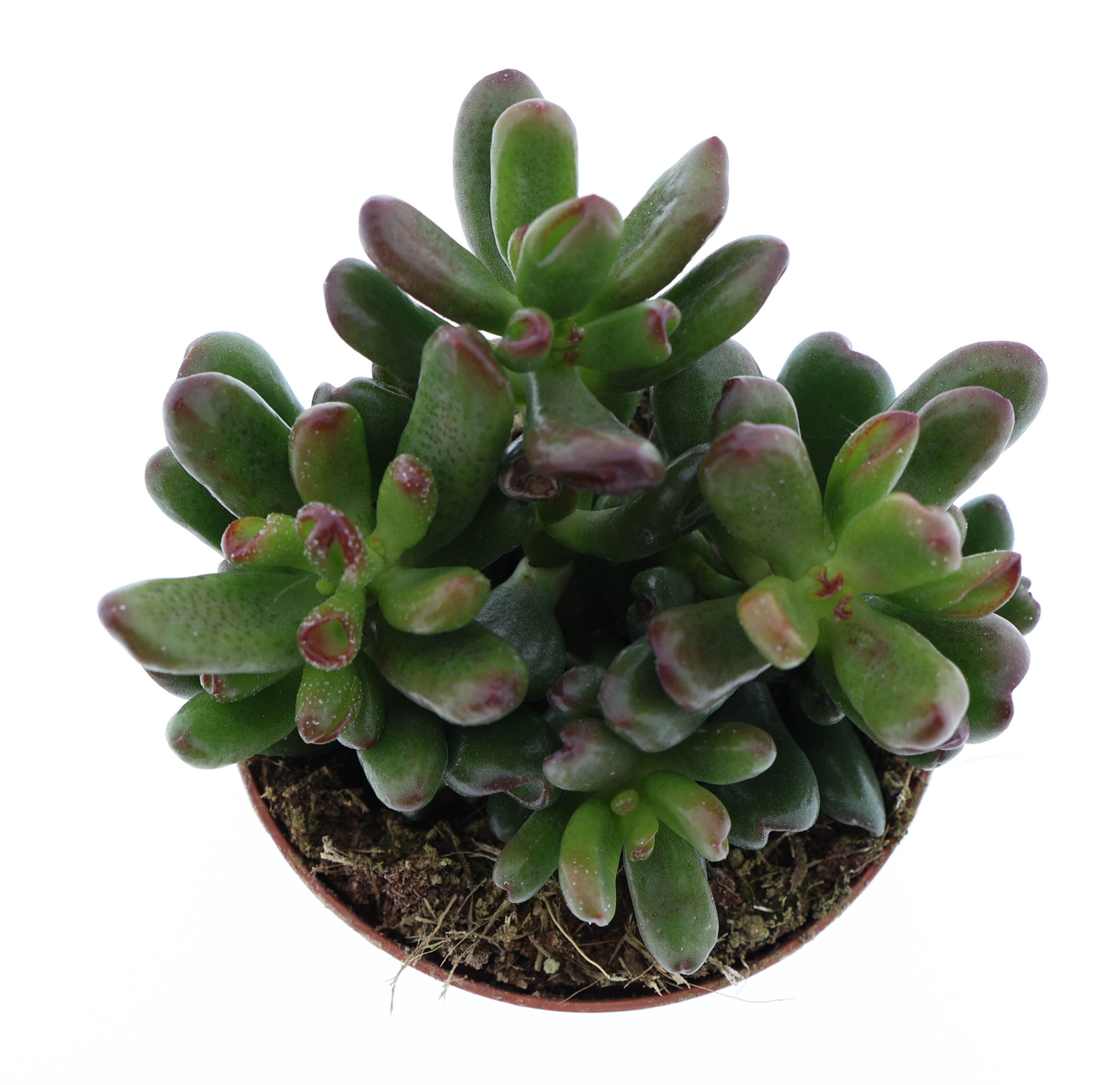 Crassula Oasis, D 8,5 cm