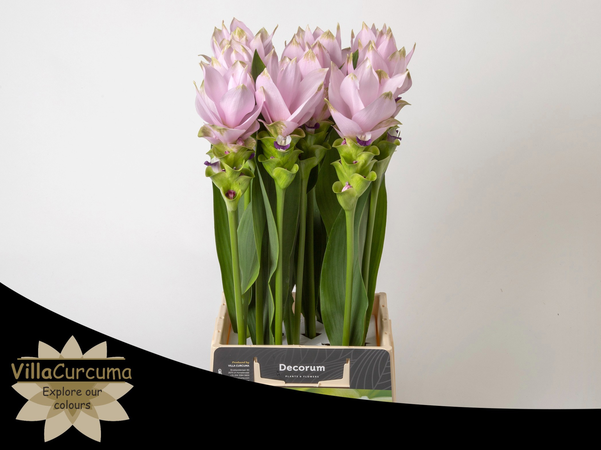 Куркума Сиам Сплендид 60, шт.