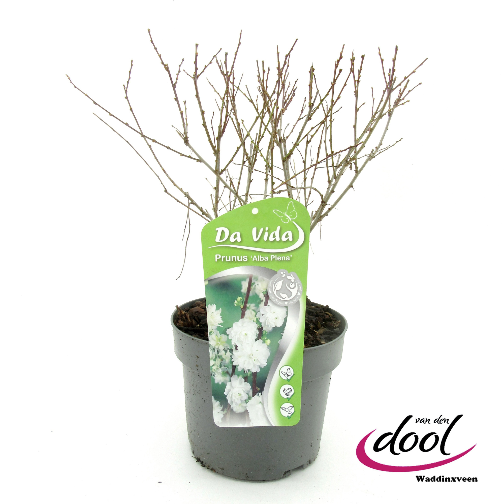 Prunus gl. Alba Plena, D 19