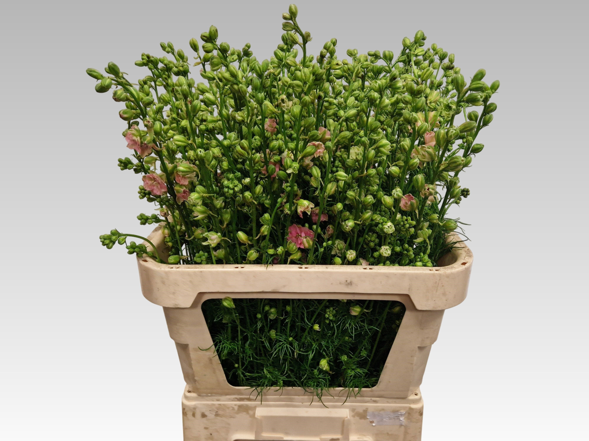 Консолида Кис Лайт Пинк 95, шт.