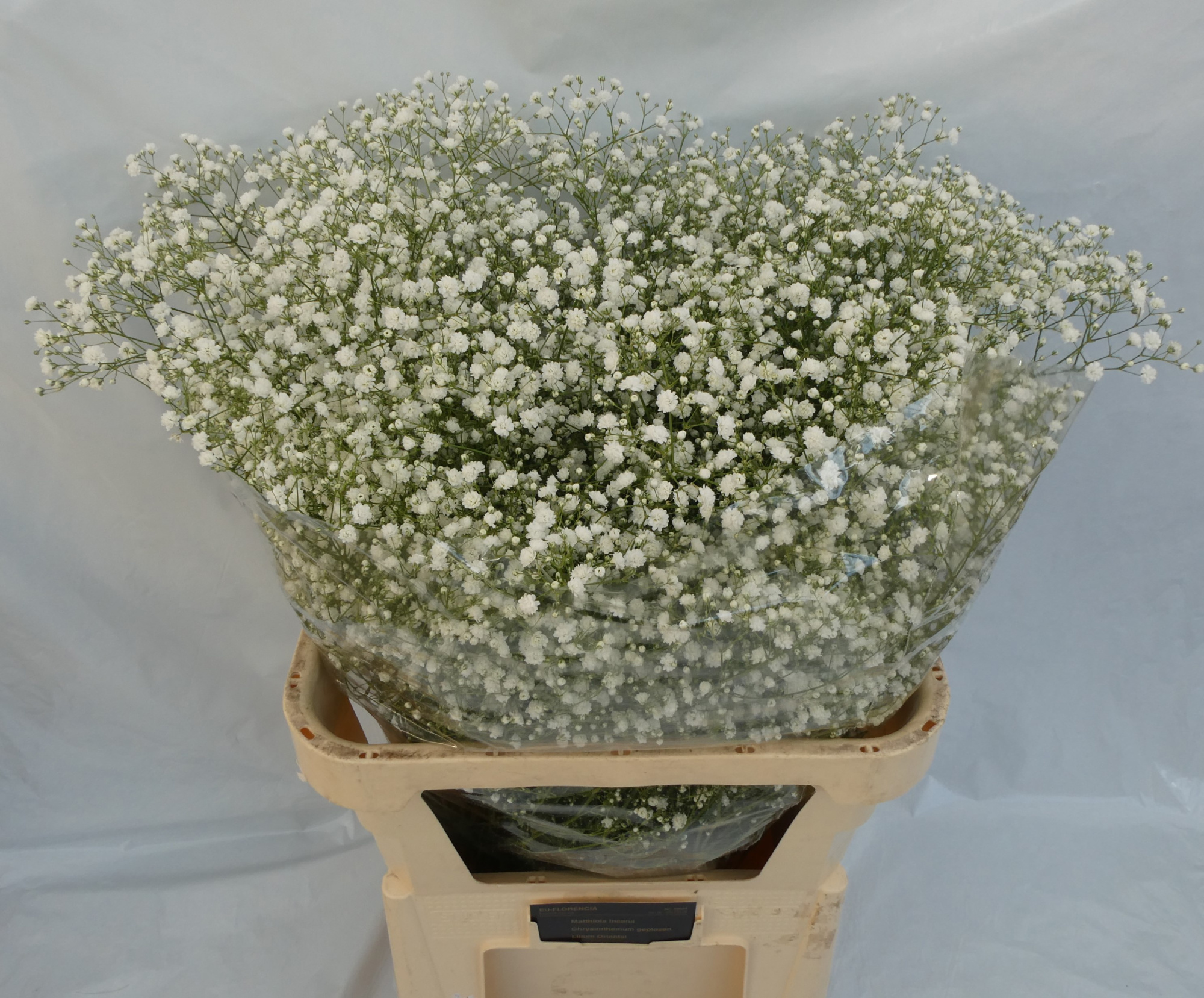 Гипсофила Экселенс 80, шт.