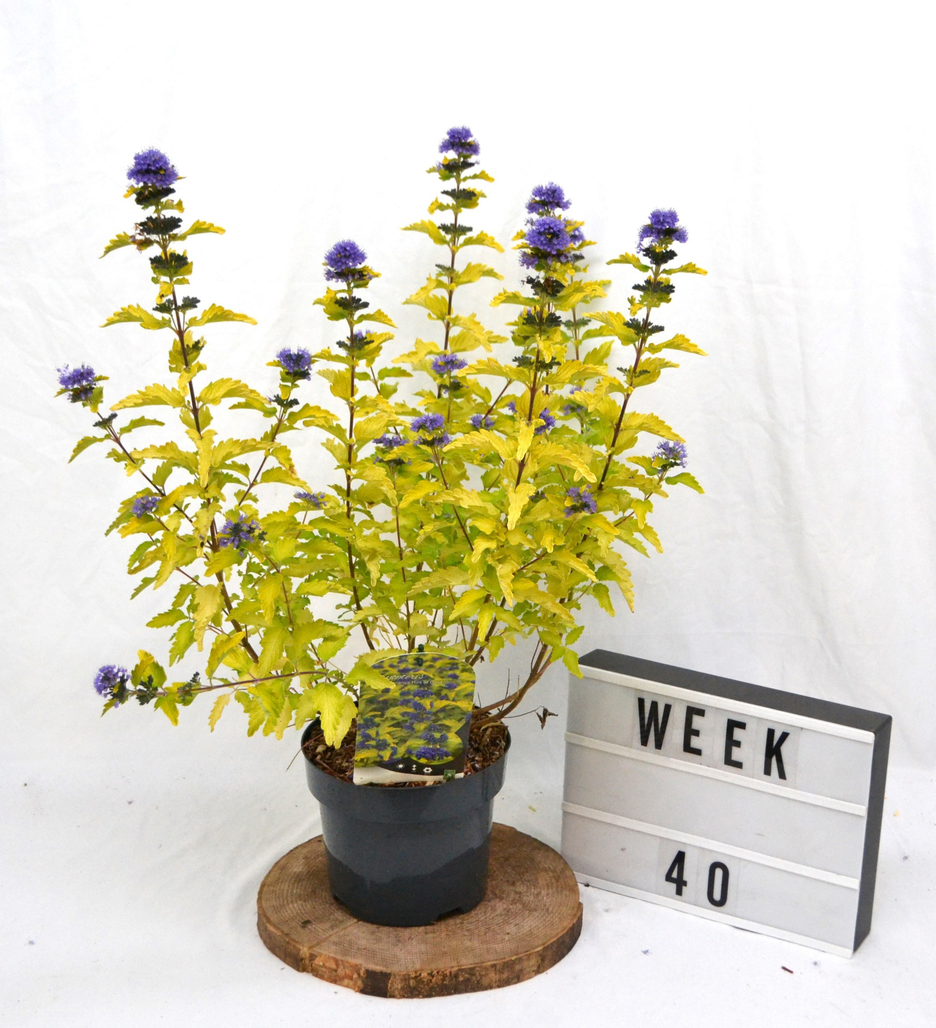 Caryopteris clandonensis 'Hint of Gold' C3 30-40, D 19 cm