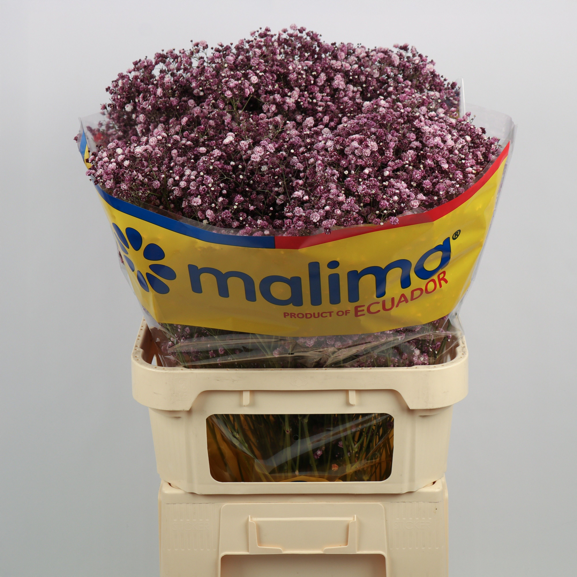 Гипсофила Овериг Крашеная (краш. ) 75, шт.