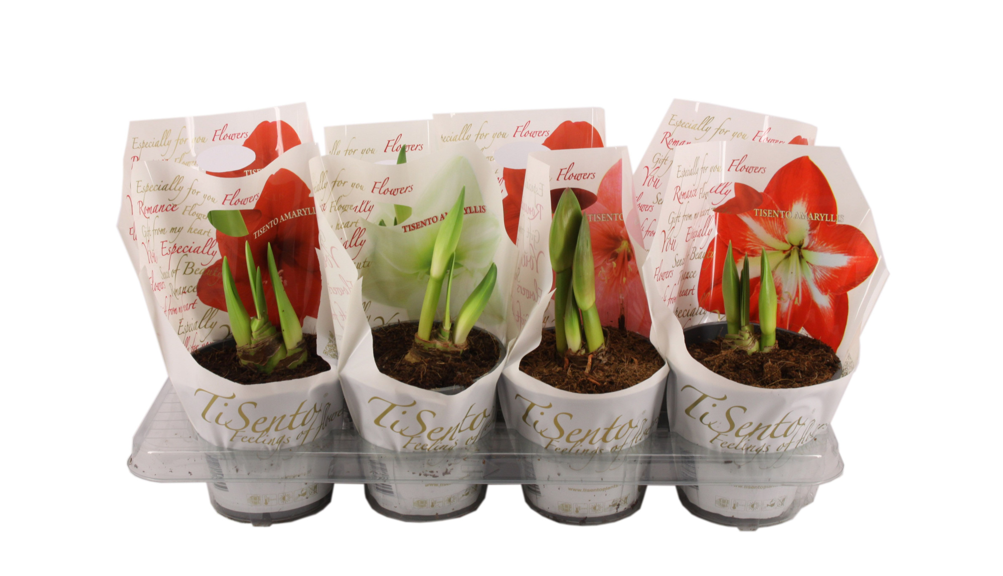 Amaryllis 14 cm (2 knop mix), D 14 cm