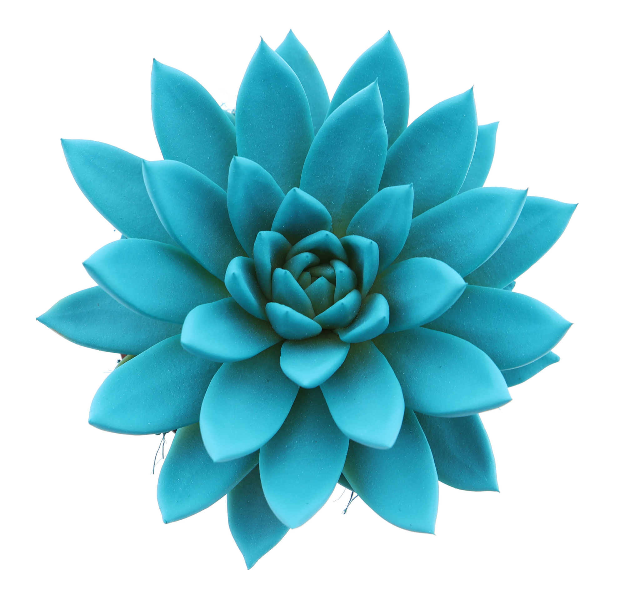 Rainbow mint, D 12 cm