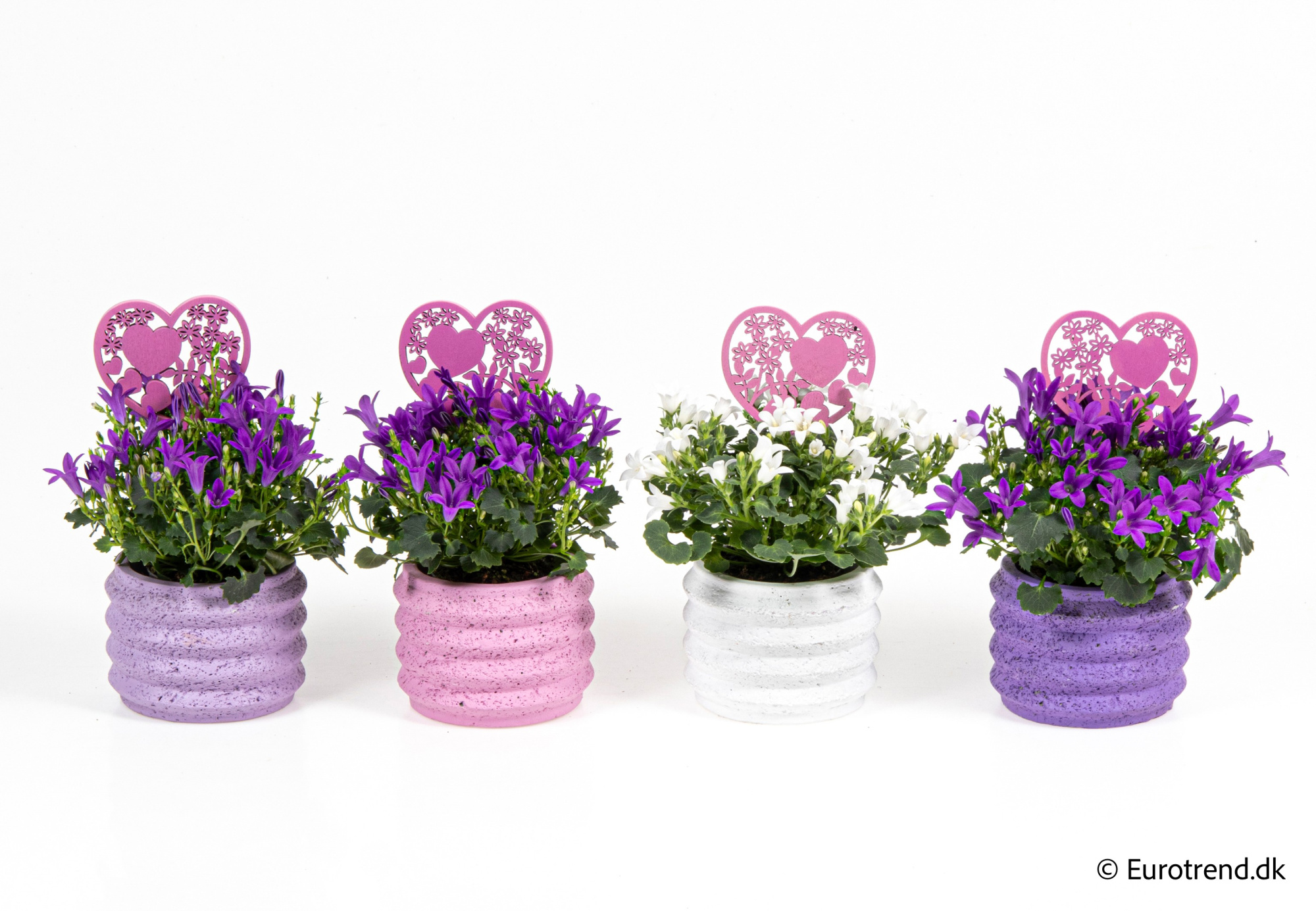 Campanula in Valentine ceramic 2026, D 6